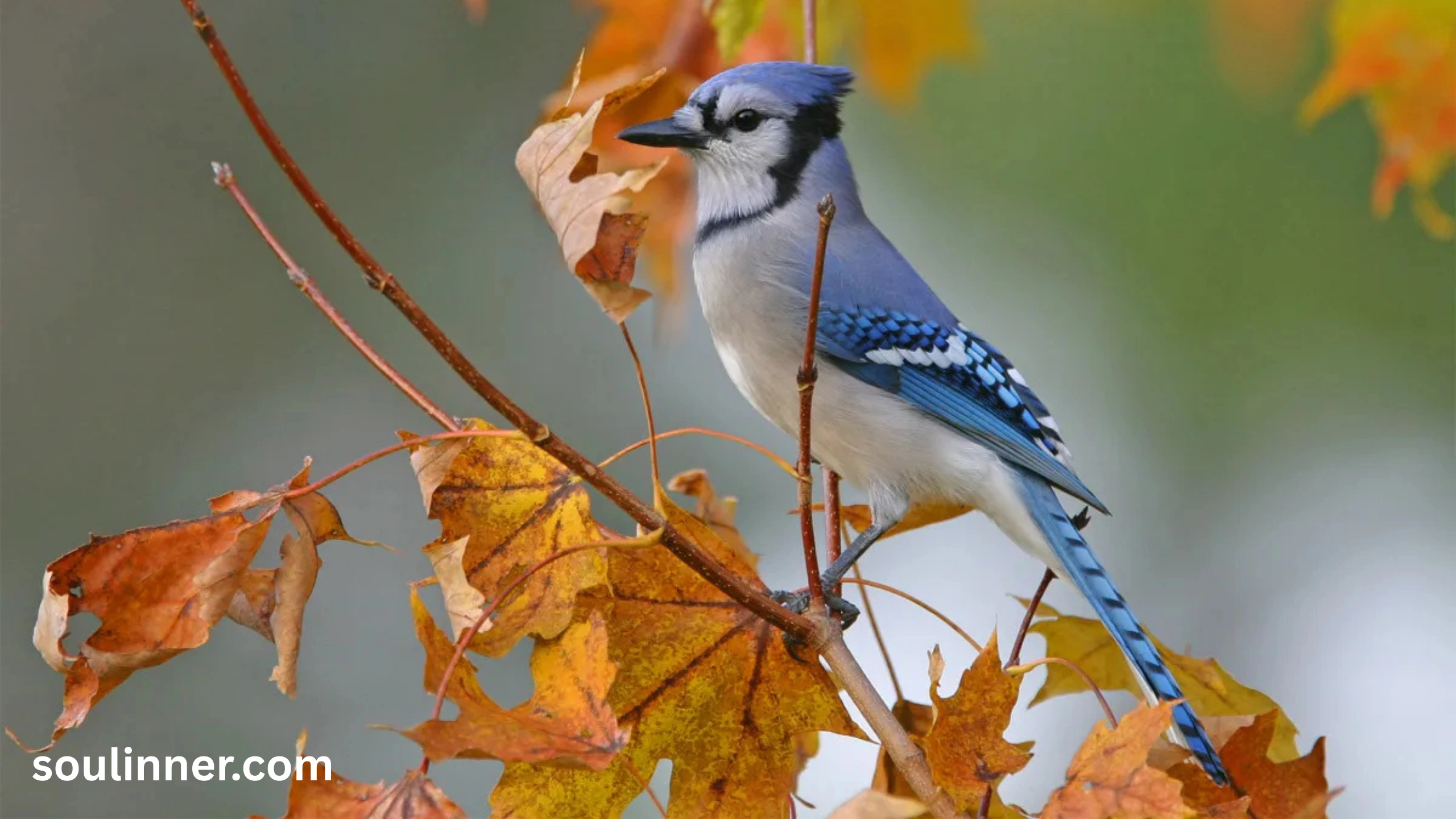 Spiritual Meaning of Seeing a Blue Jay and Cardinal Together