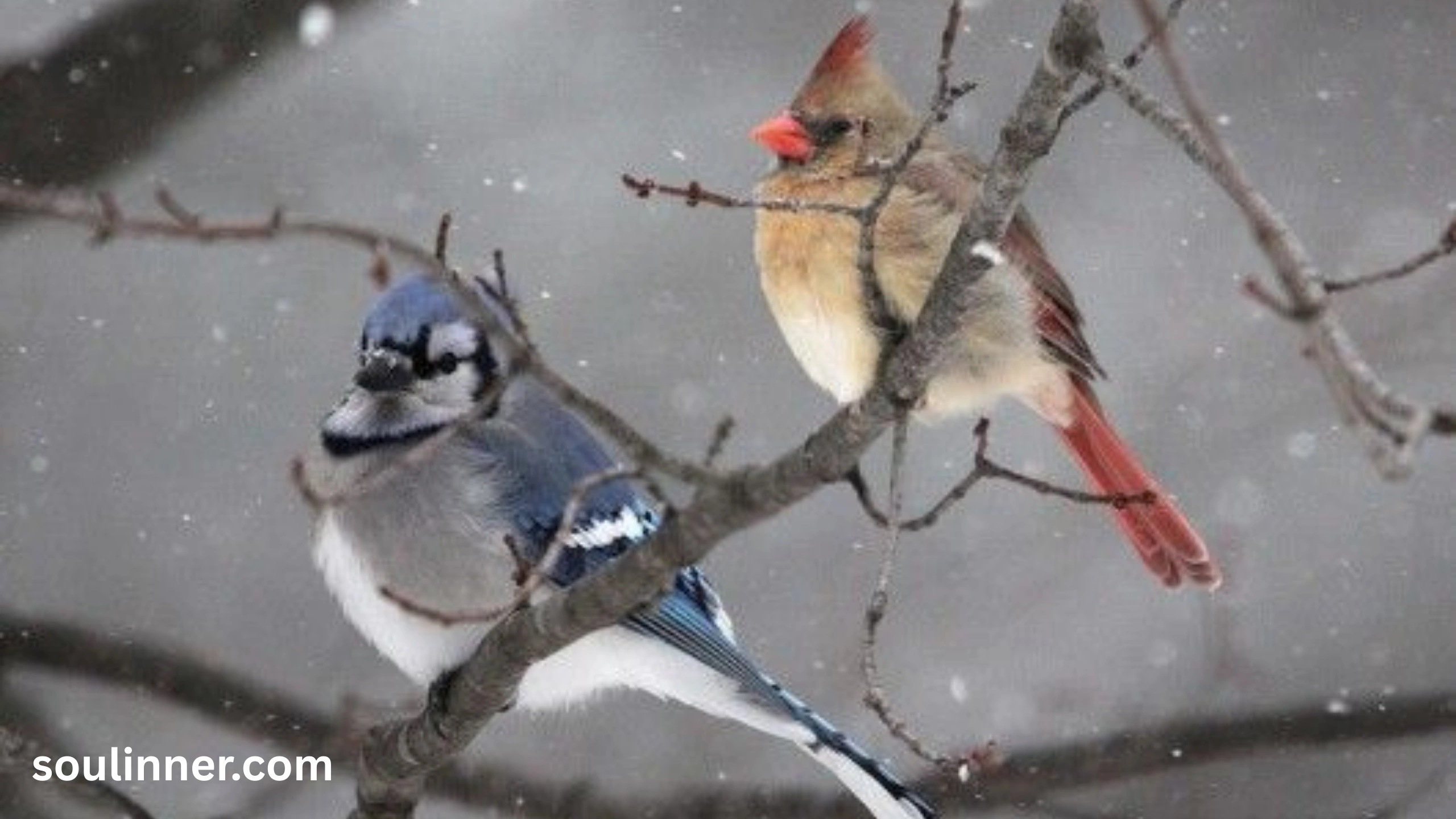 Spiritual Meaning of Seeing a Blue Jay and Cardinal Together