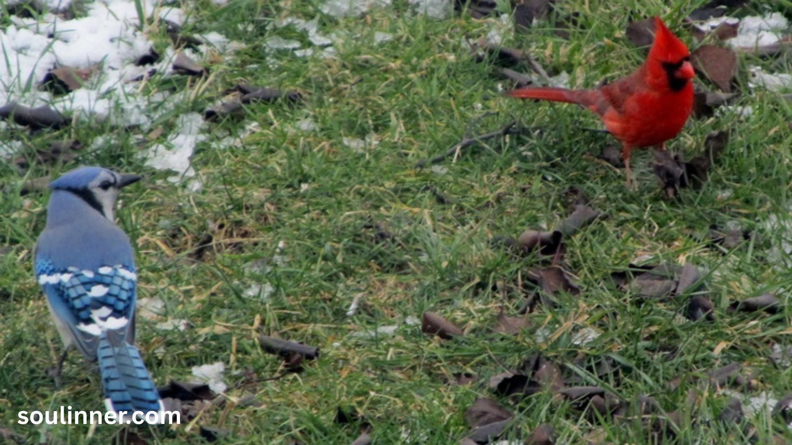 Spiritual Meaning of Seeing a Blue Jay and Cardinal Together