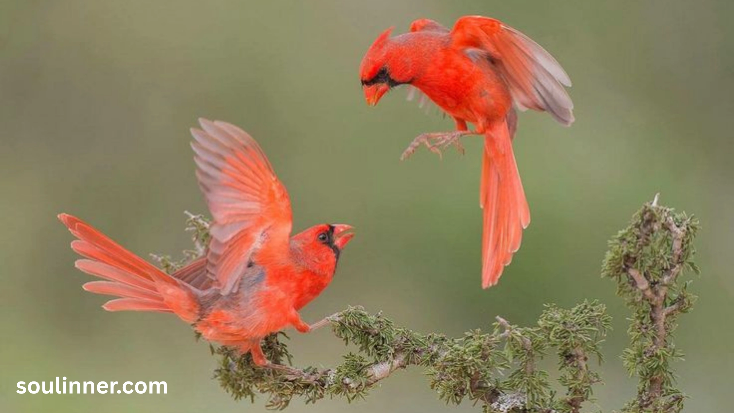 Spiritual Meaning of Seeing a Blue Jay and Cardinal Together