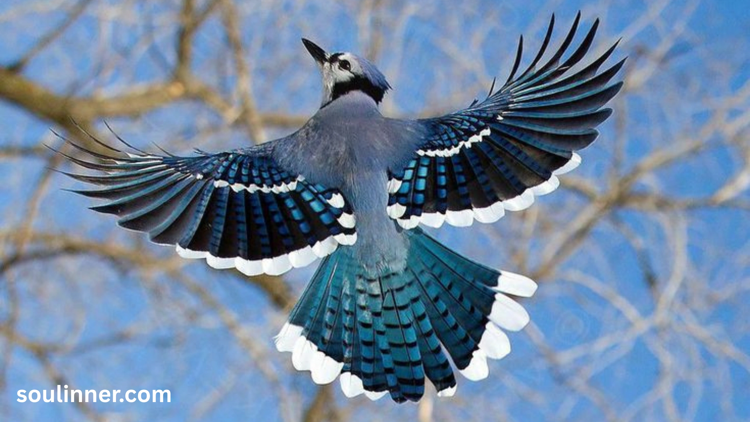 Spiritual Meaning of Seeing a Blue Jay and Cardinal Together