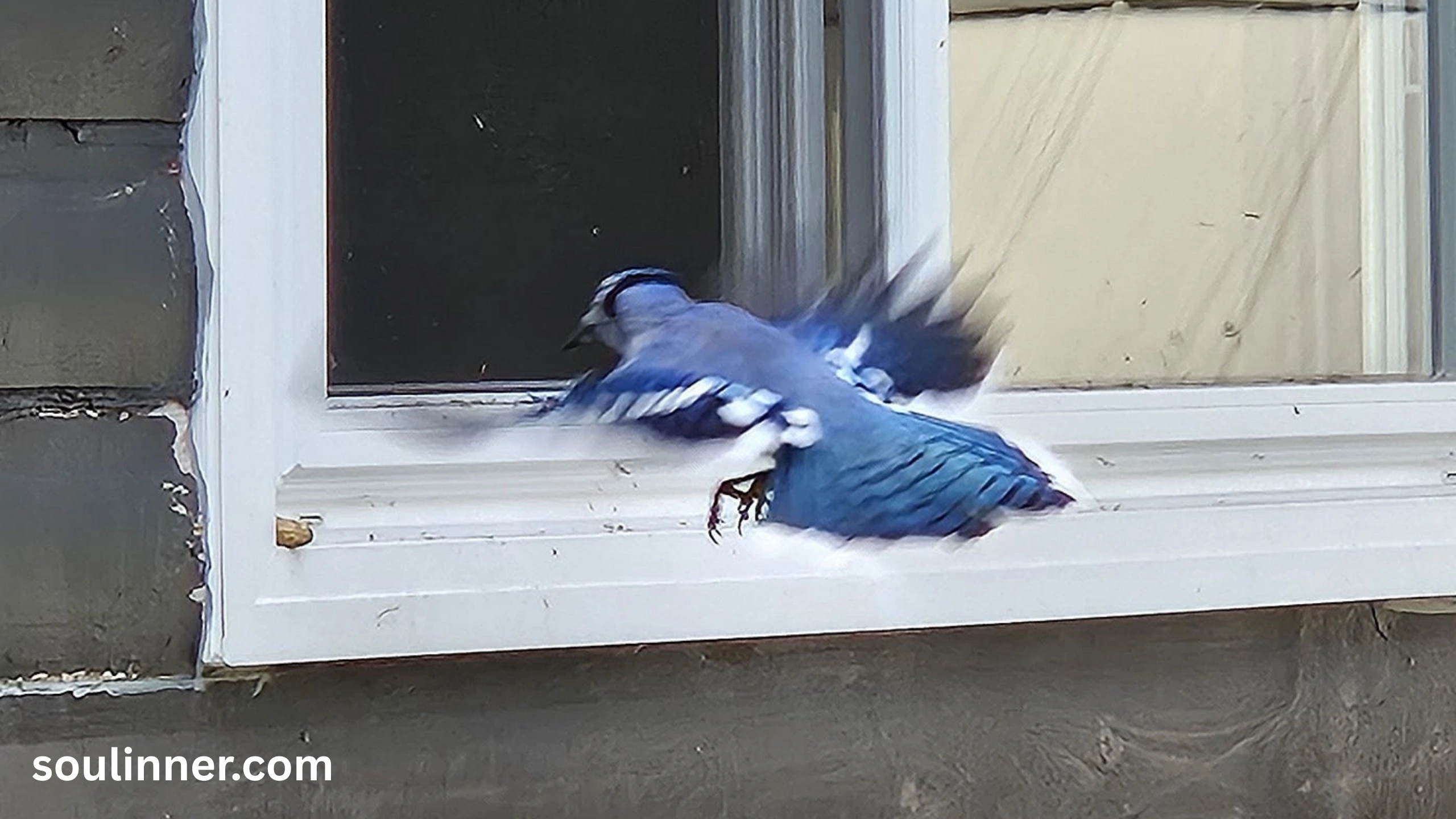 Spiritual Meaning of Seeing a Blue Jay and Cardinal Together