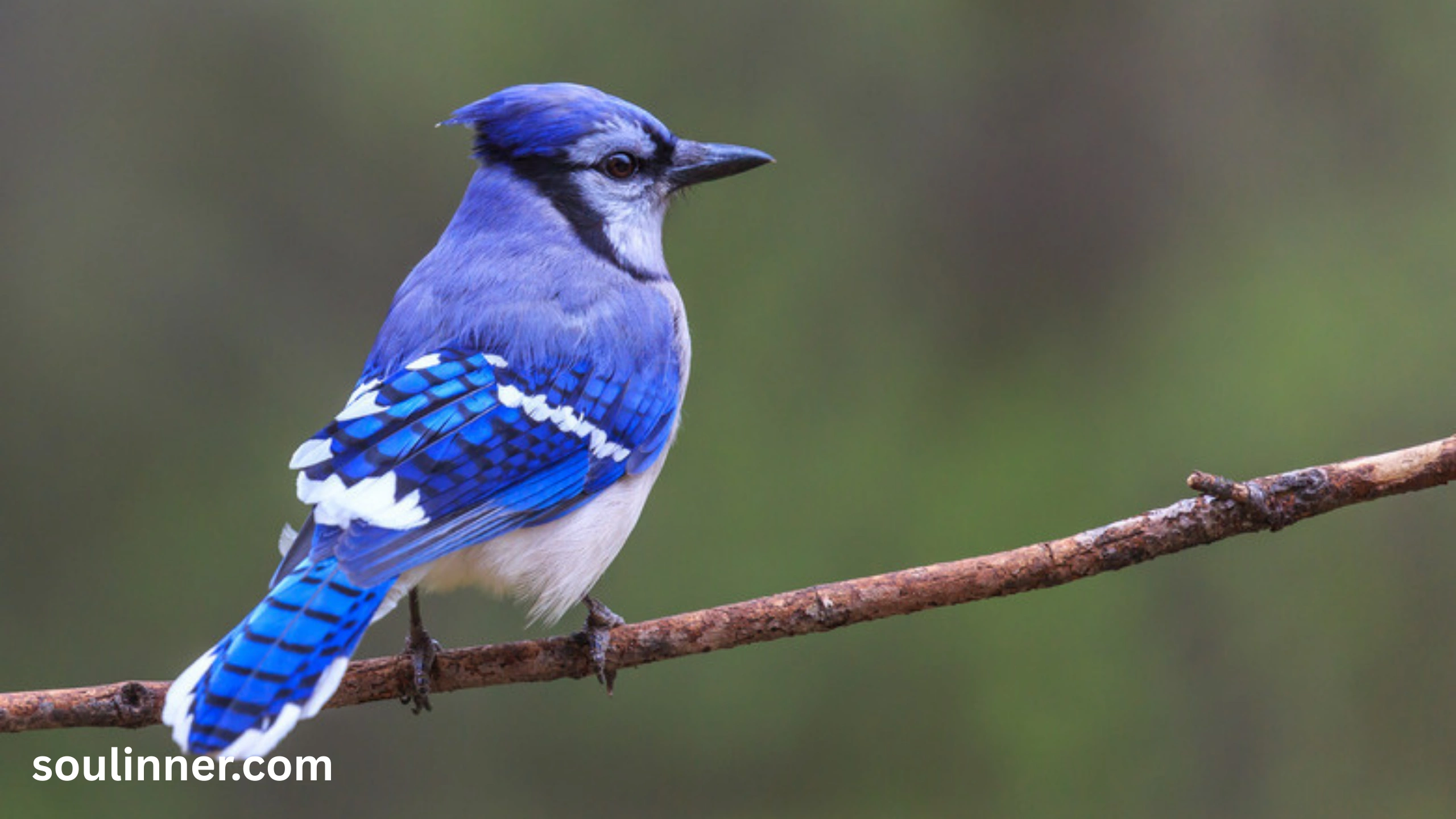 Spiritual Meaning of Seeing a Blue Jay and Cardinal Together