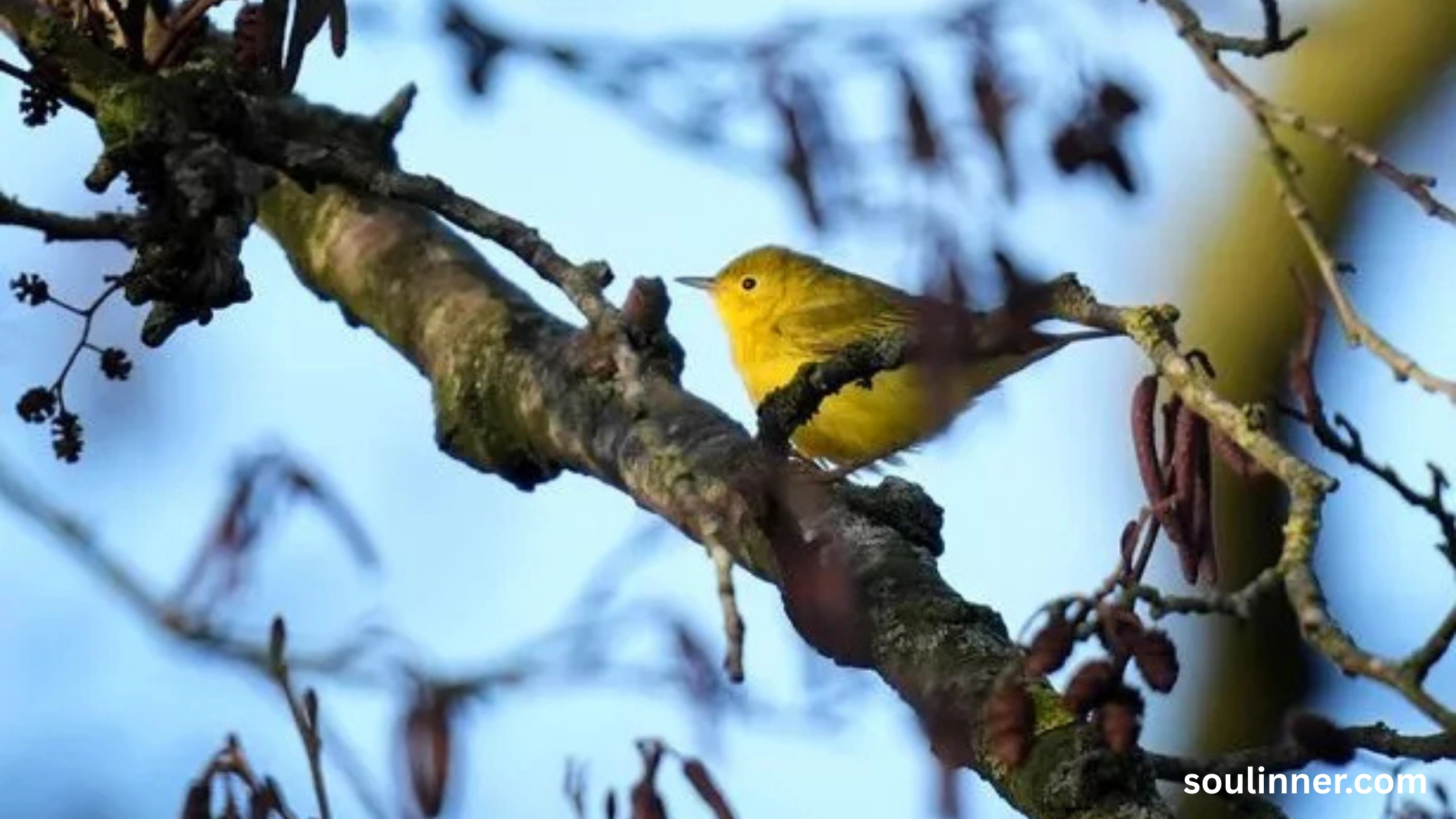 Spiritual Meaning of Seeing a Yellow Bird