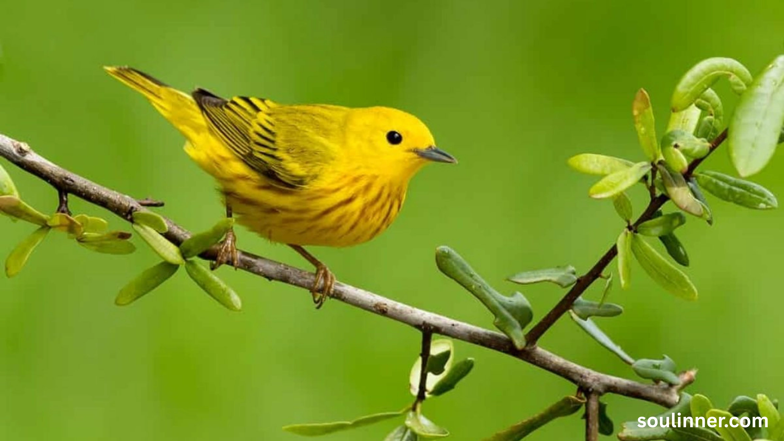 Spiritual Meaning of Seeing a Yellow Bird