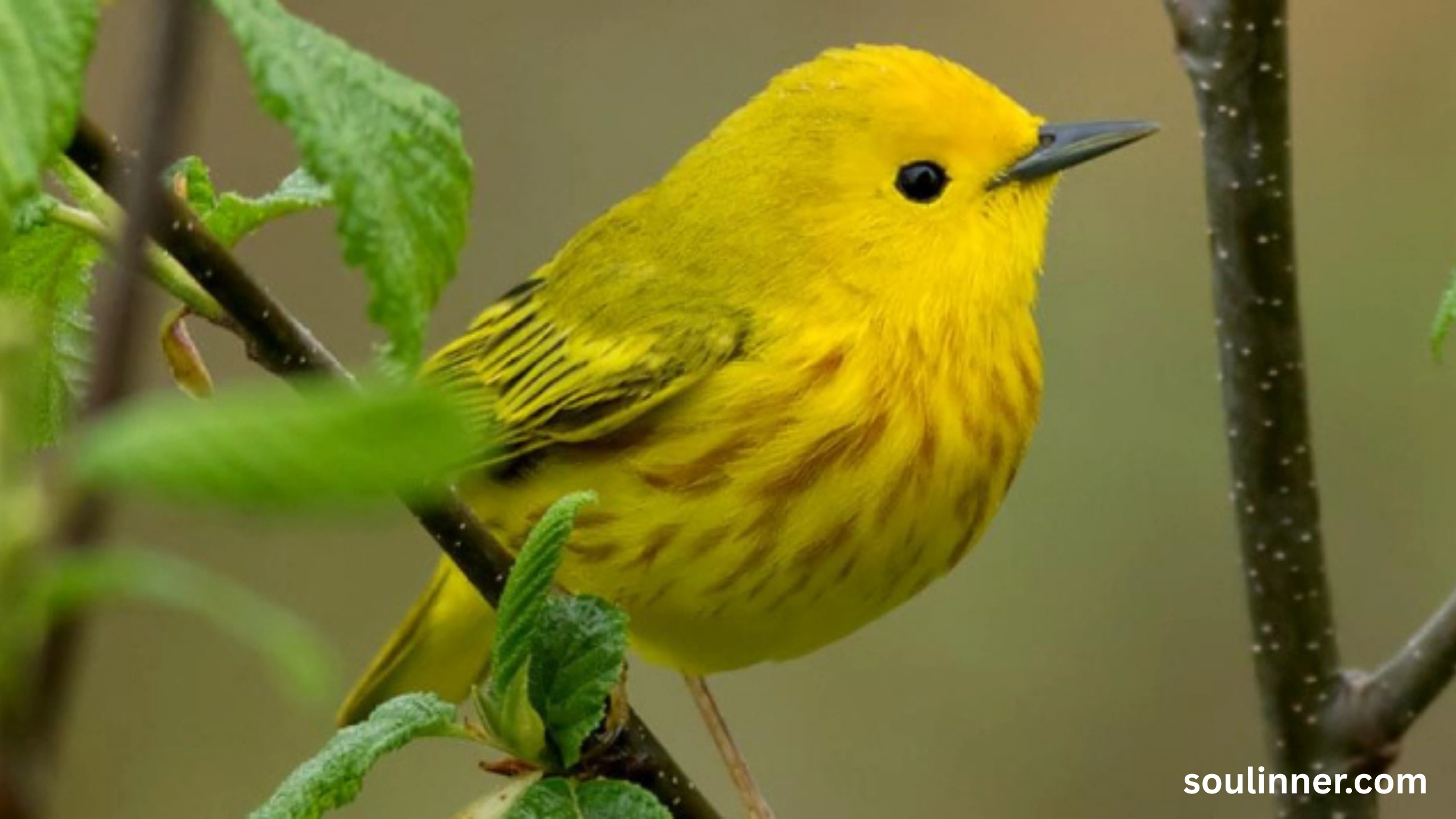 Spiritual Meaning of Seeing a Yellow Bird