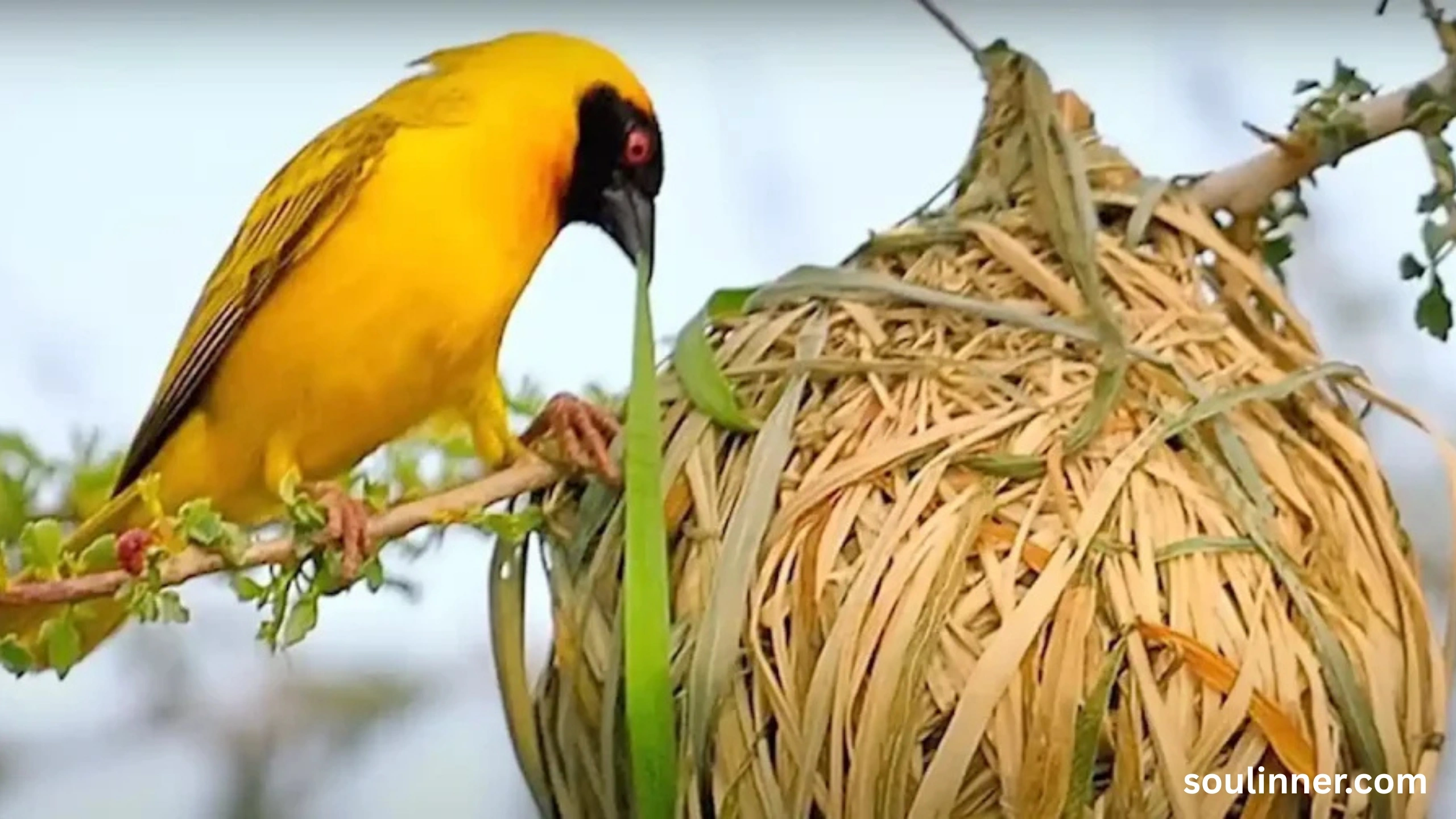 Spiritual Meaning of Seeing a Yellow Bird