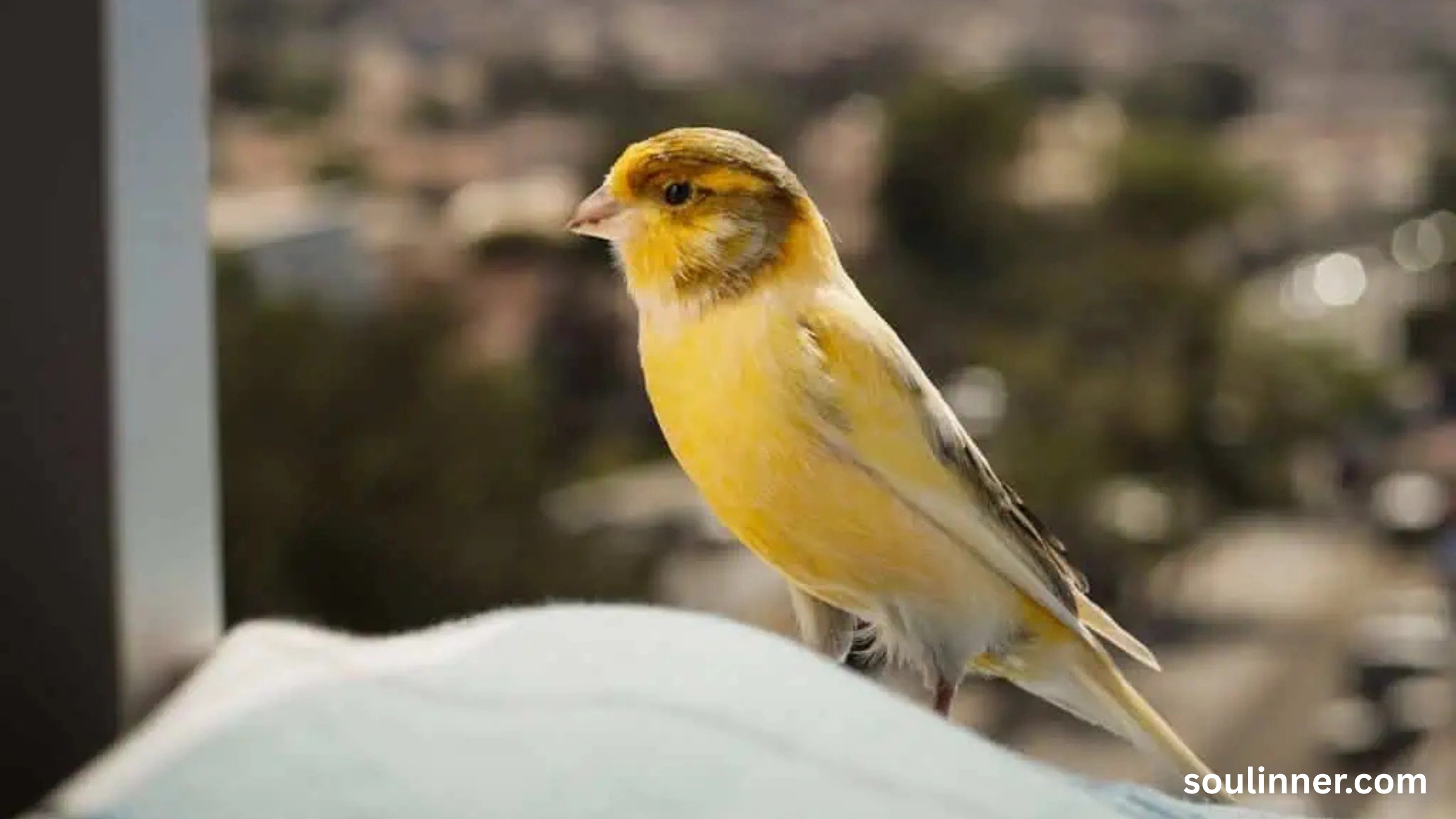 Spiritual Meaning of Seeing a Yellow Bird