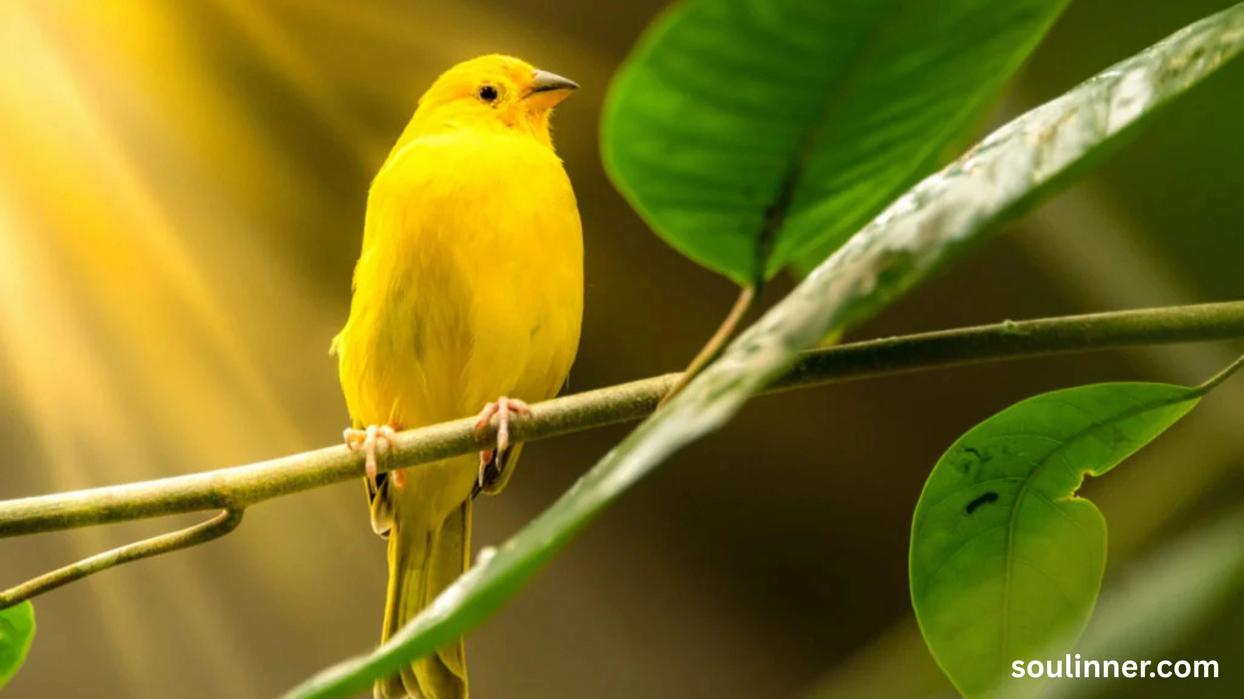 Spiritual Meaning of Seeing a Yellow Bird