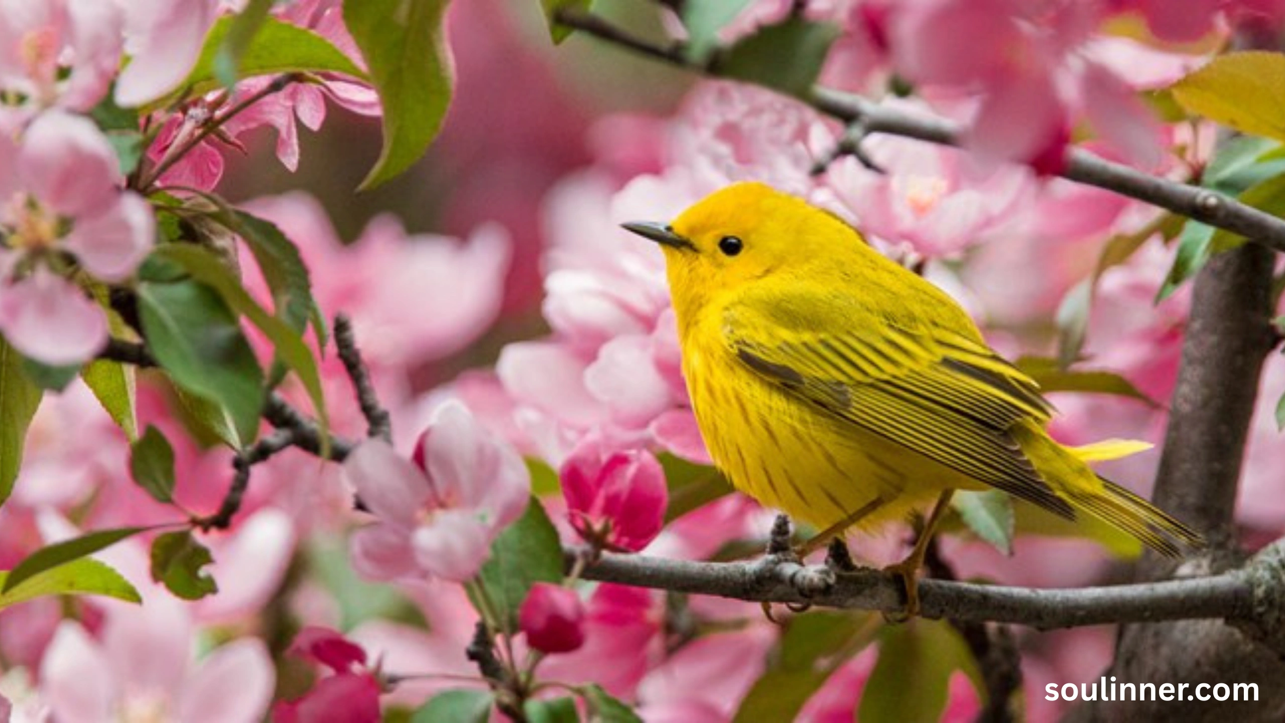 Spiritual Meaning of Seeing a Yellow Bird