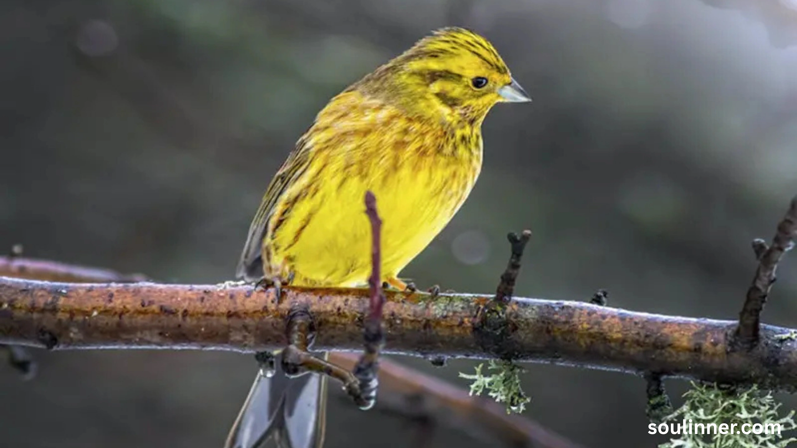 Spiritual Meaning of Seeing a Yellow Bird