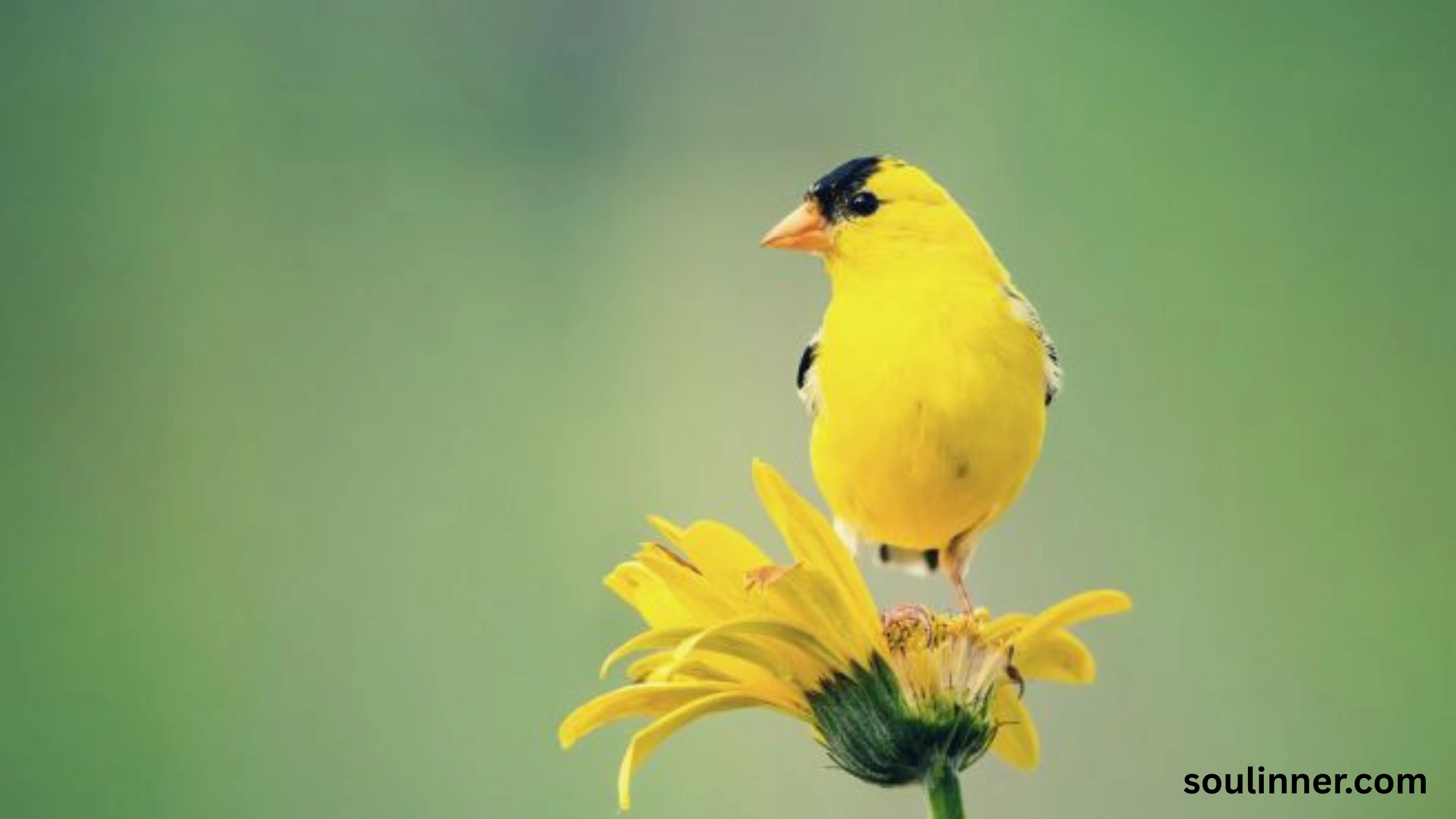 Spiritual Meaning of Seeing a Yellow Bird