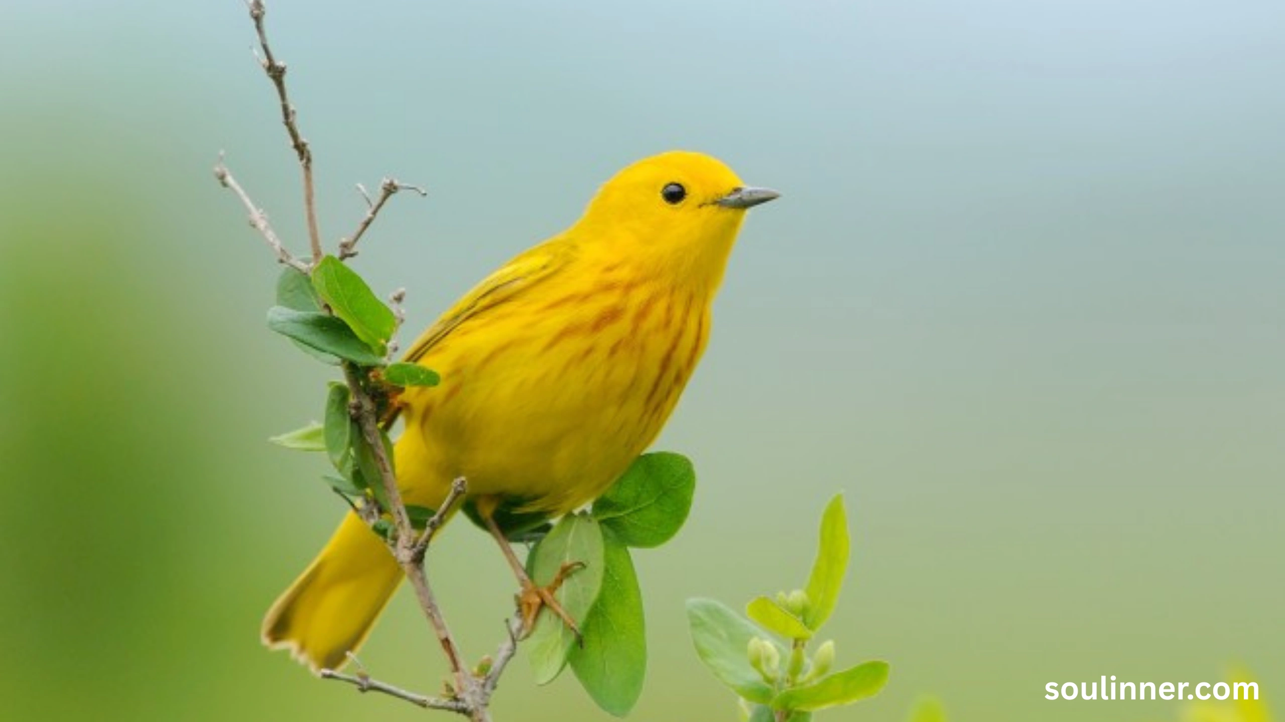 Spiritual Meaning of Seeing a Yellow Bird