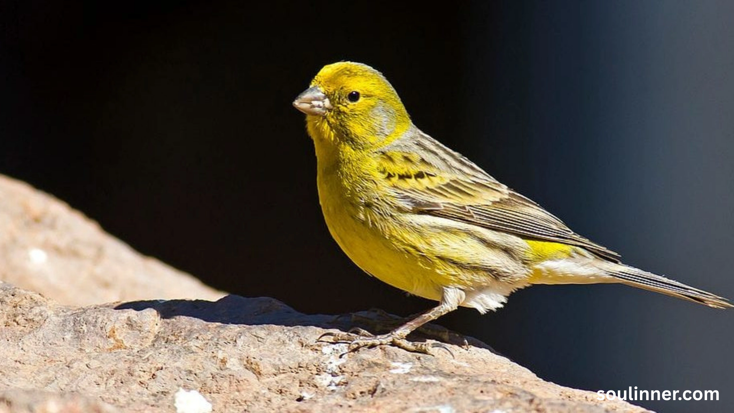 Spiritual Meaning of Seeing a Yellow Bird