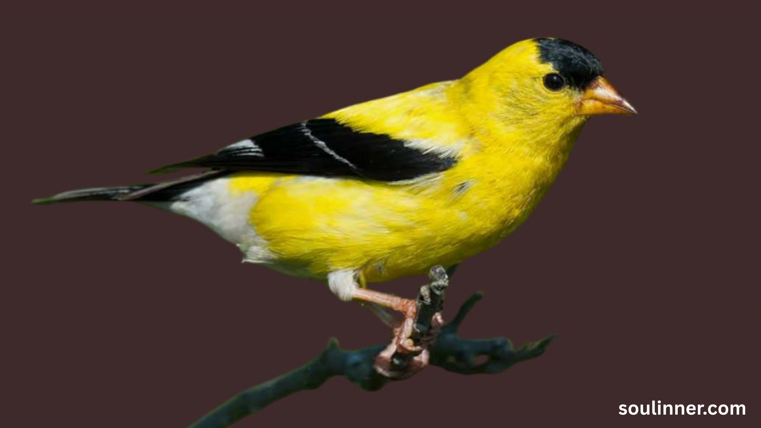 Spiritual Meaning of Seeing a Yellow Bird