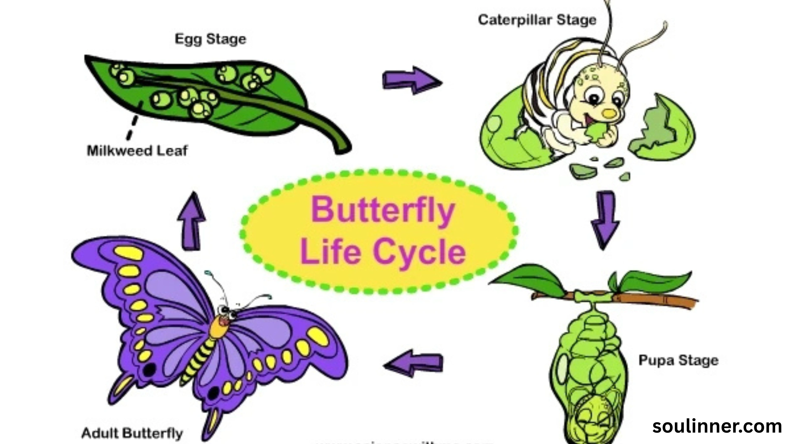 Spiritual Meaning of White Butterflies