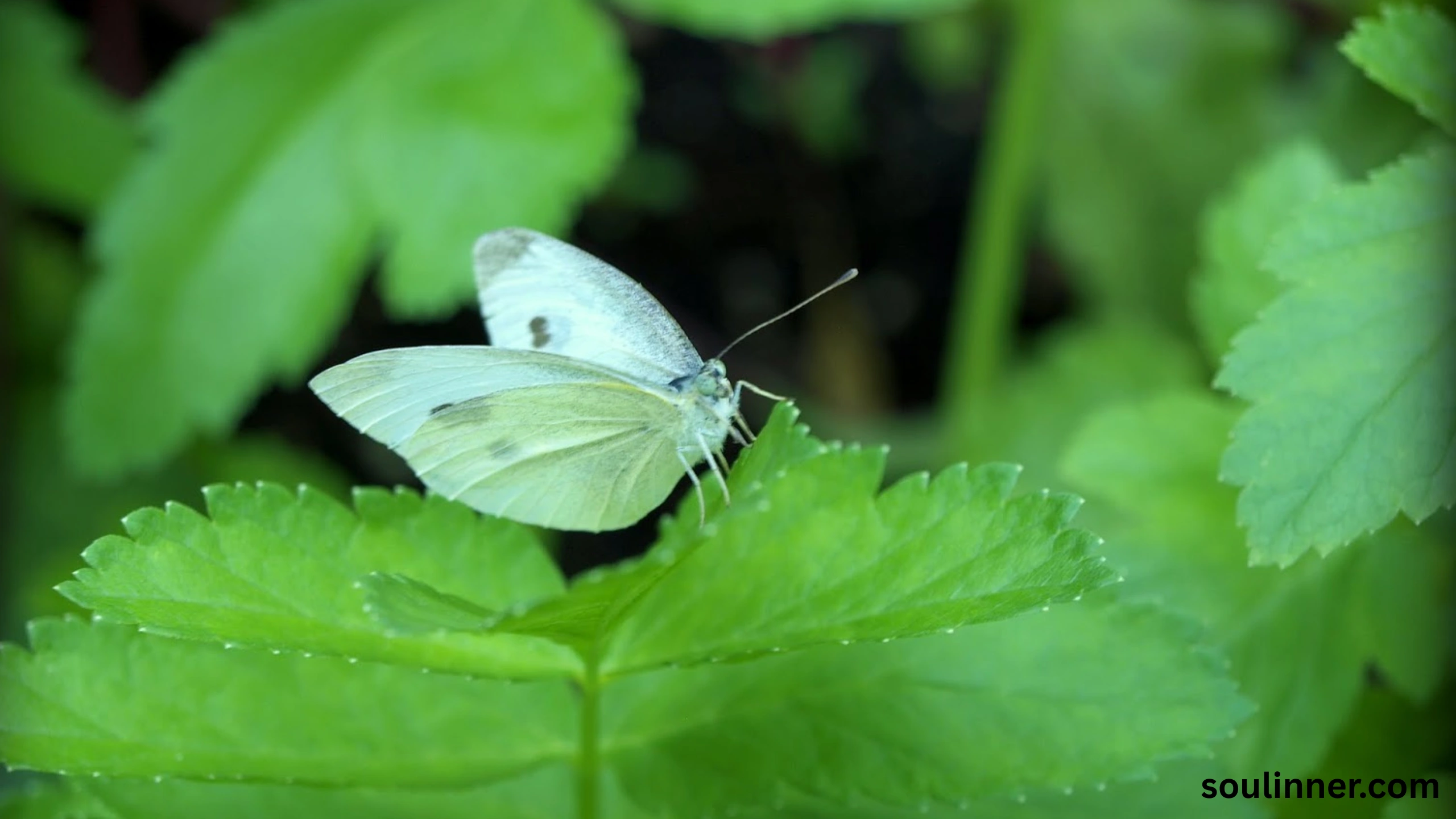 Spiritual Meaning of White Butterflies