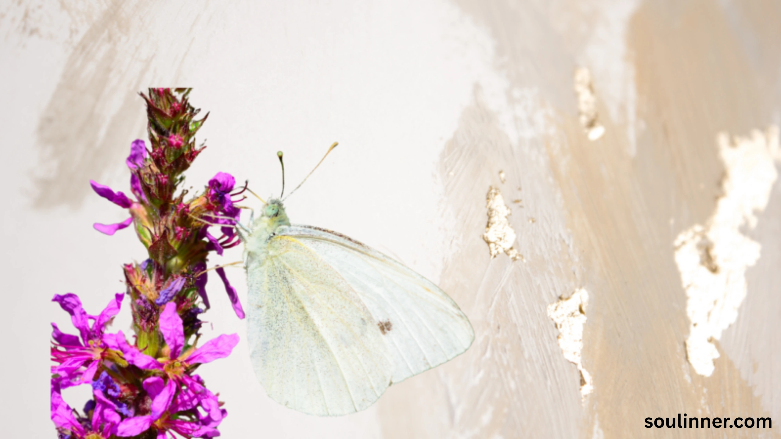 Spiritual Meaning of White Butterflies