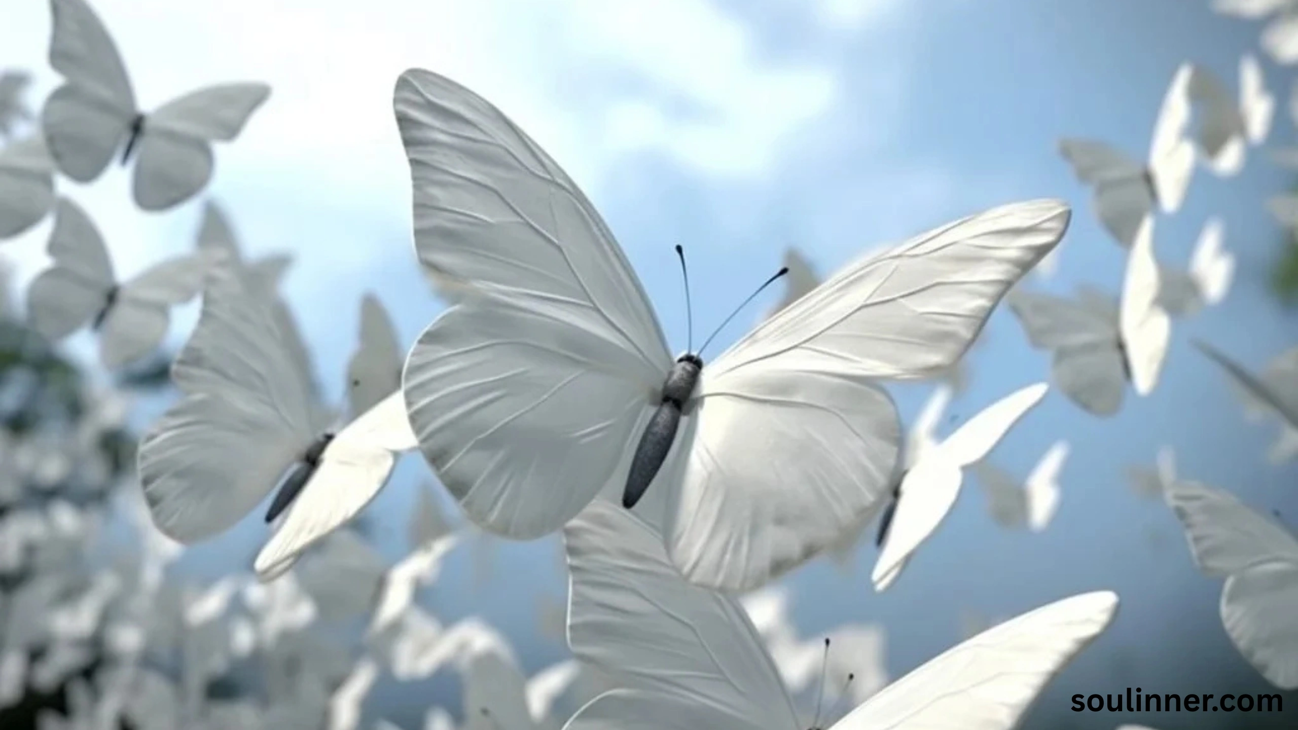 Spiritual Meaning of White Butterflies
