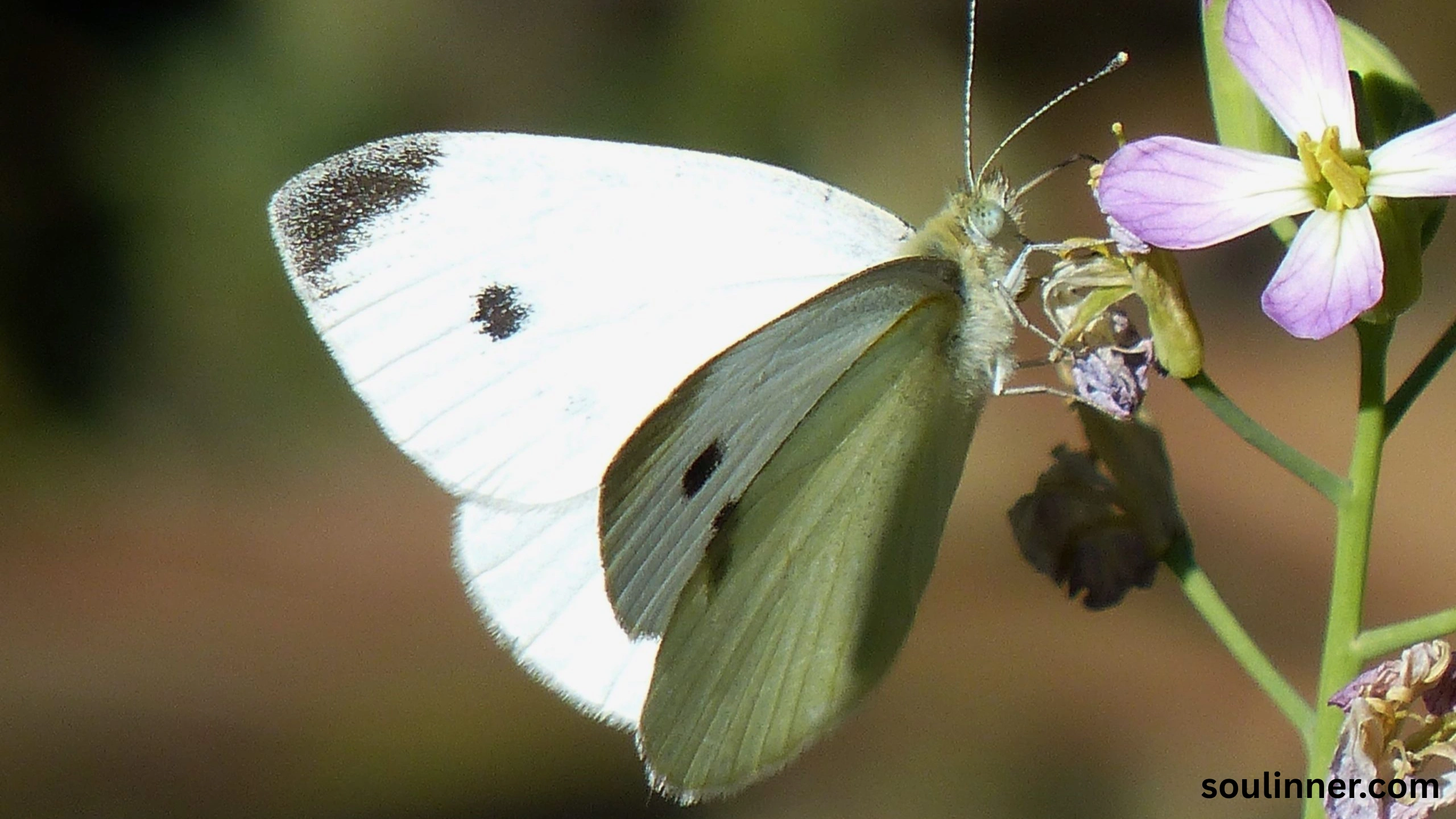 Spiritual Meaning of White Butterflies