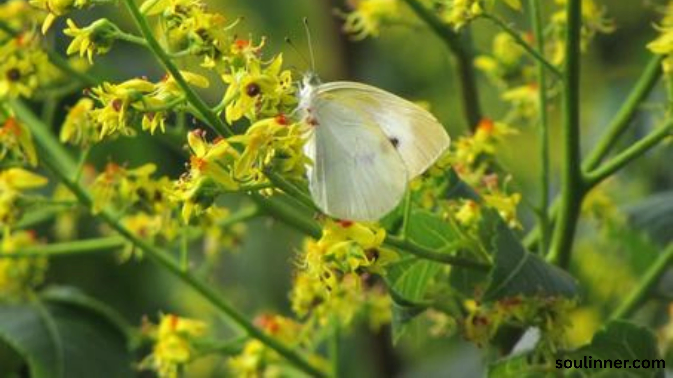 Spiritual Meaning of White Butterflies