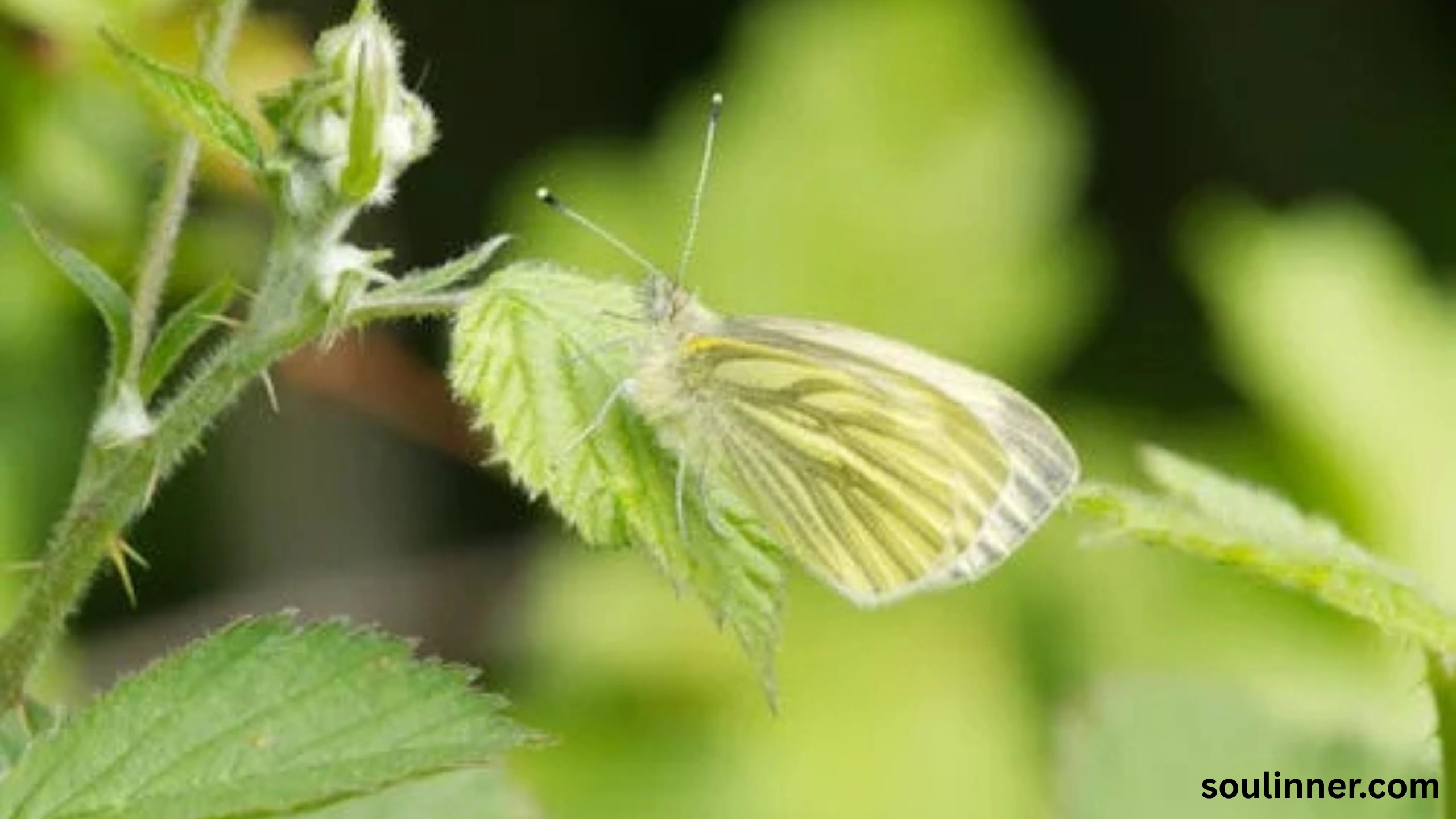 Spiritual Meaning of White Butterflies