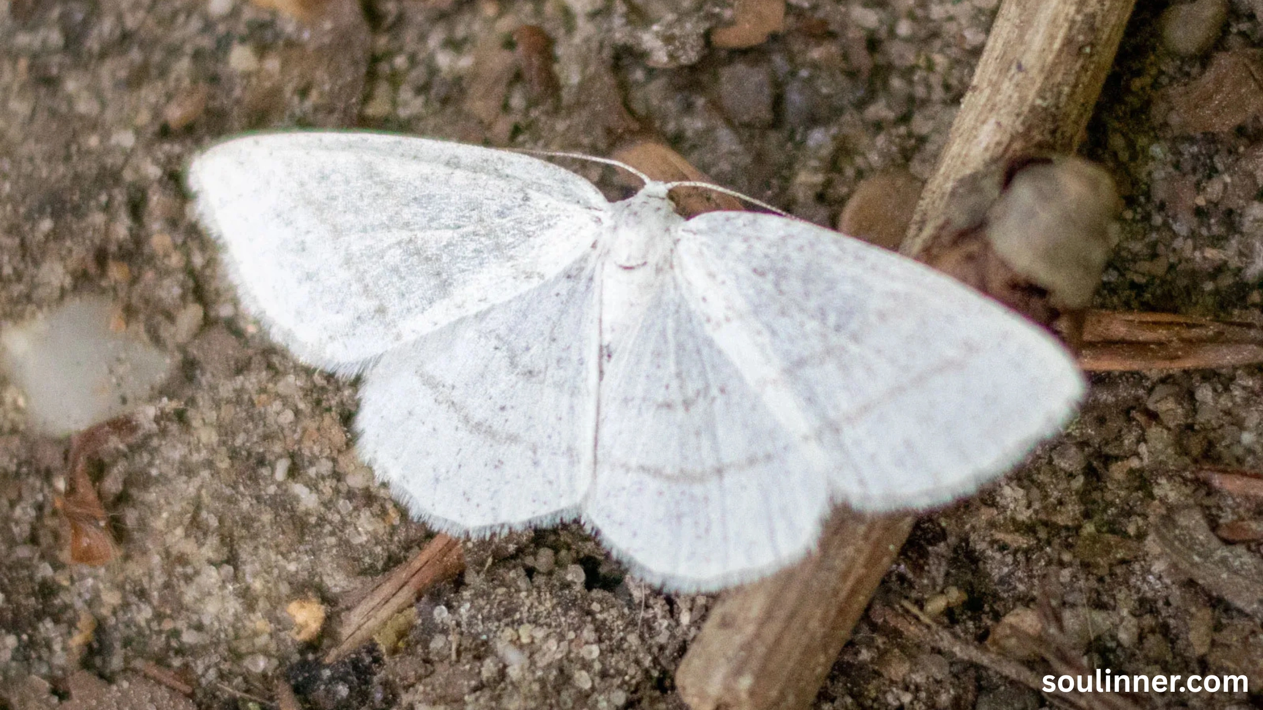 Spiritual Meaning of White Butterflies