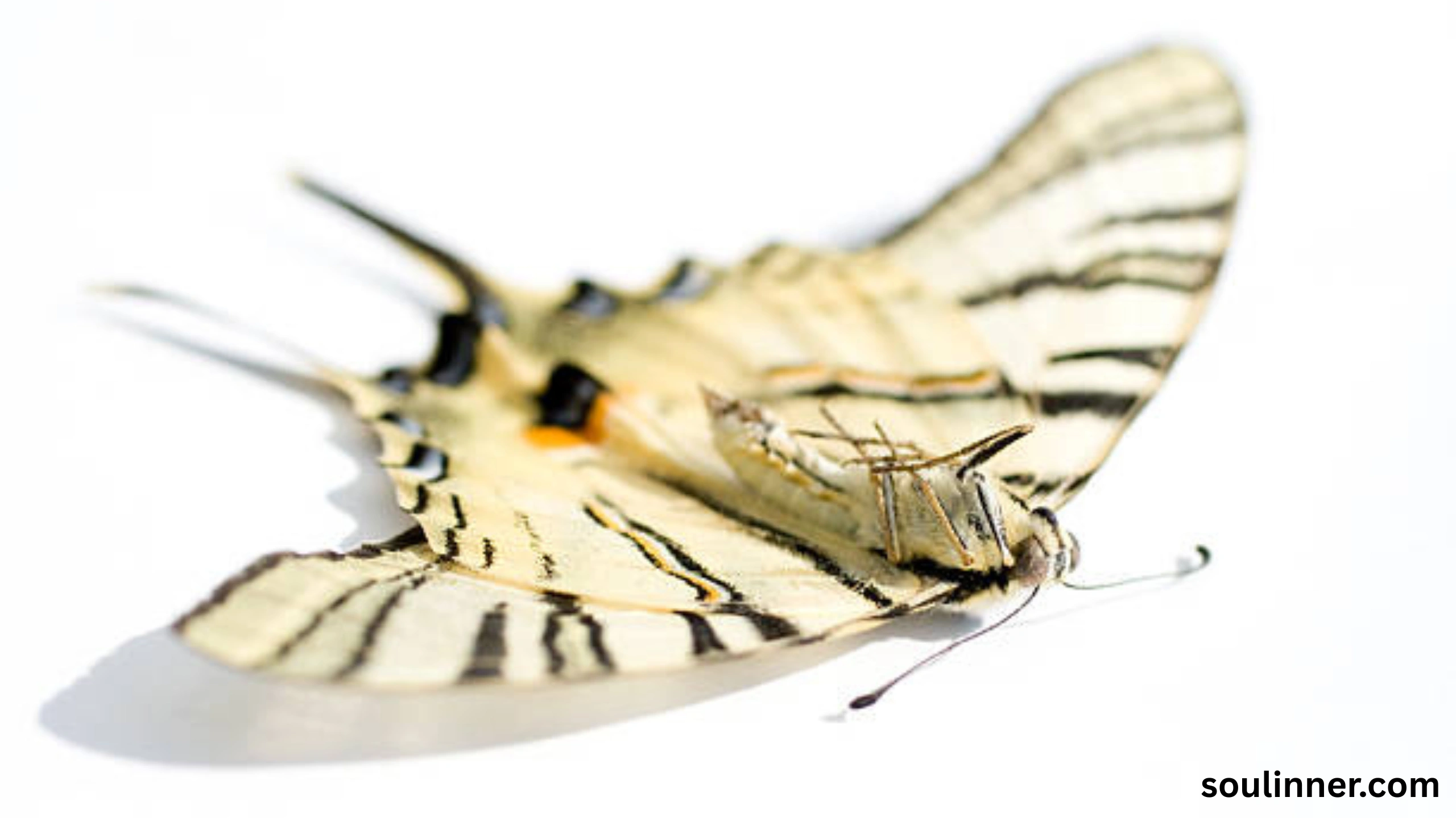 Spiritual Meaning of White Butterflies