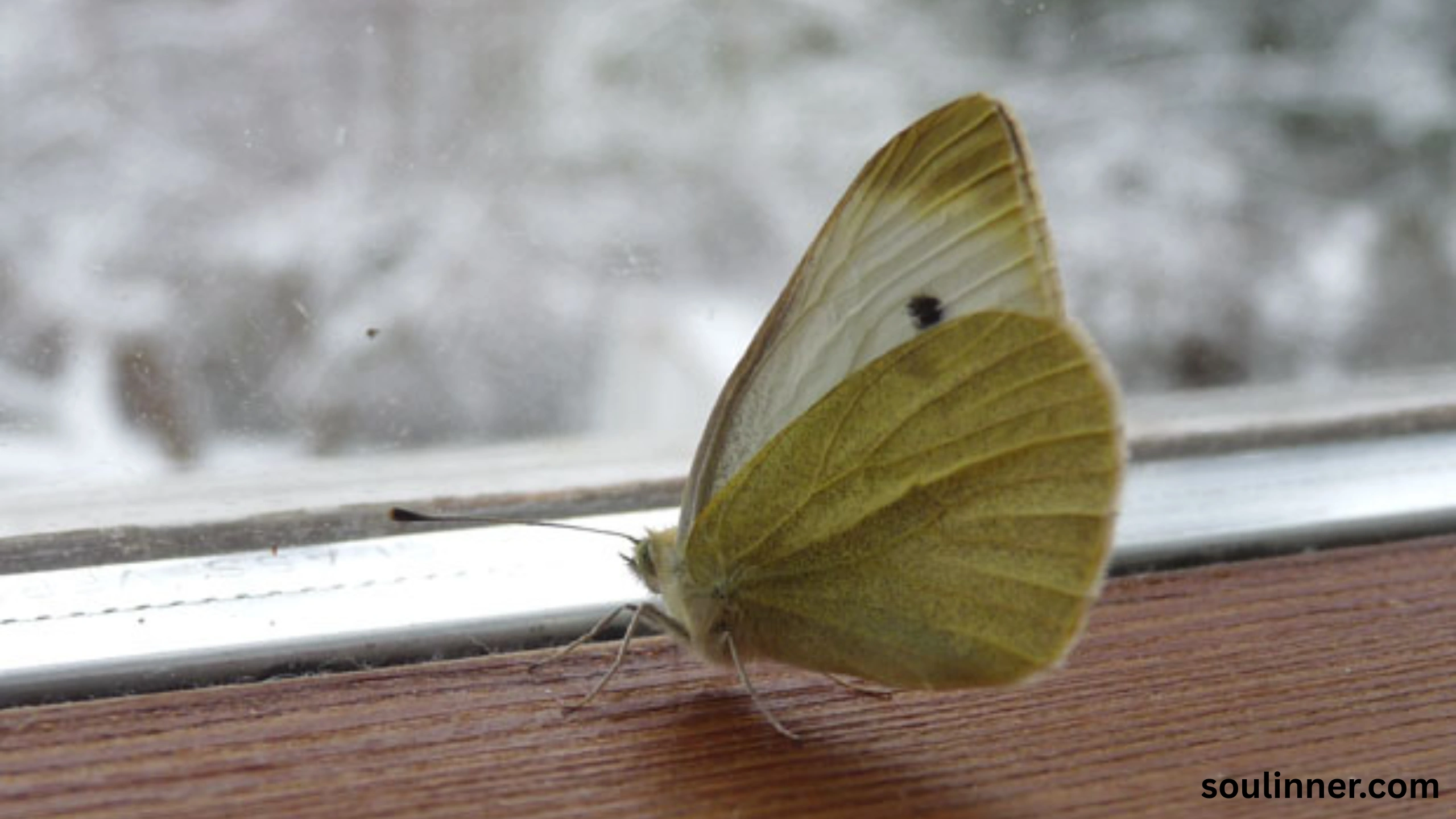 Spiritual Meaning of White Butterflies