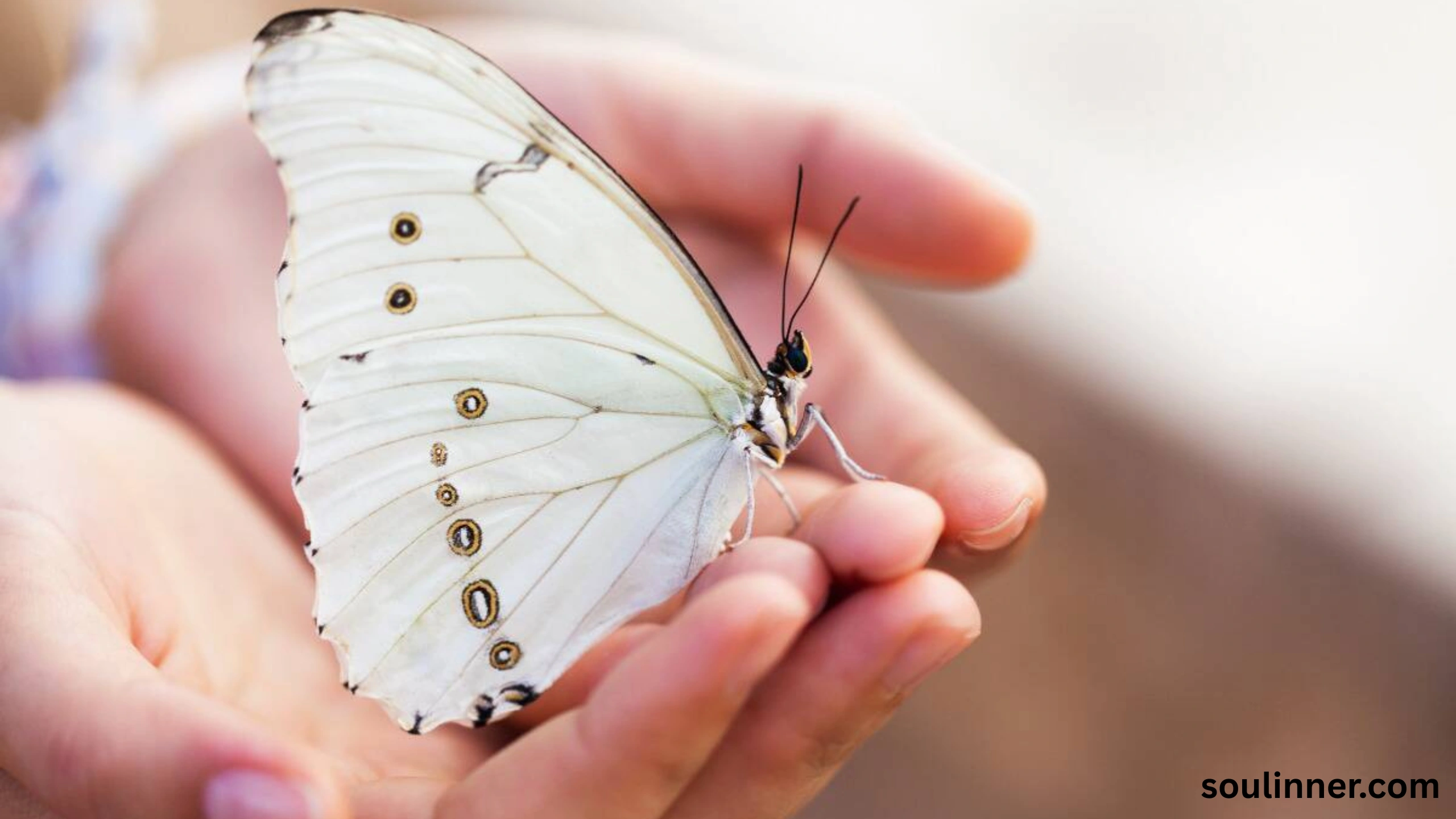 Spiritual Meaning of White Butterflies