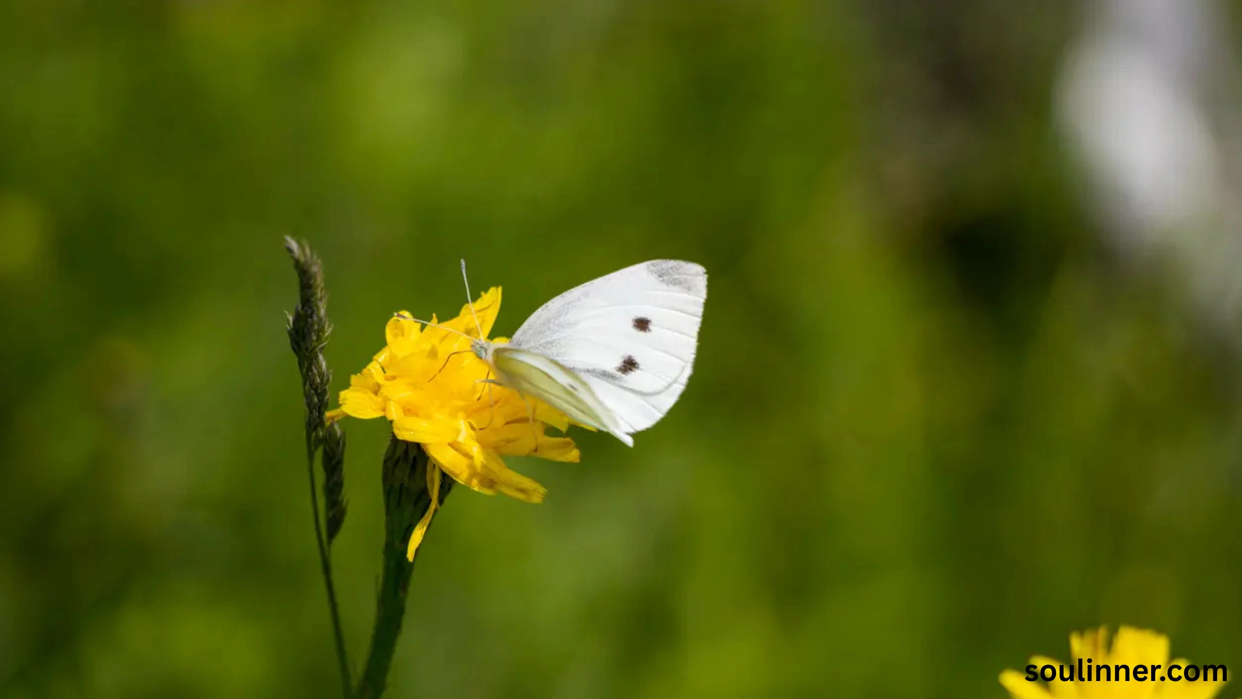 Spiritual Meaning of White Butterflies
