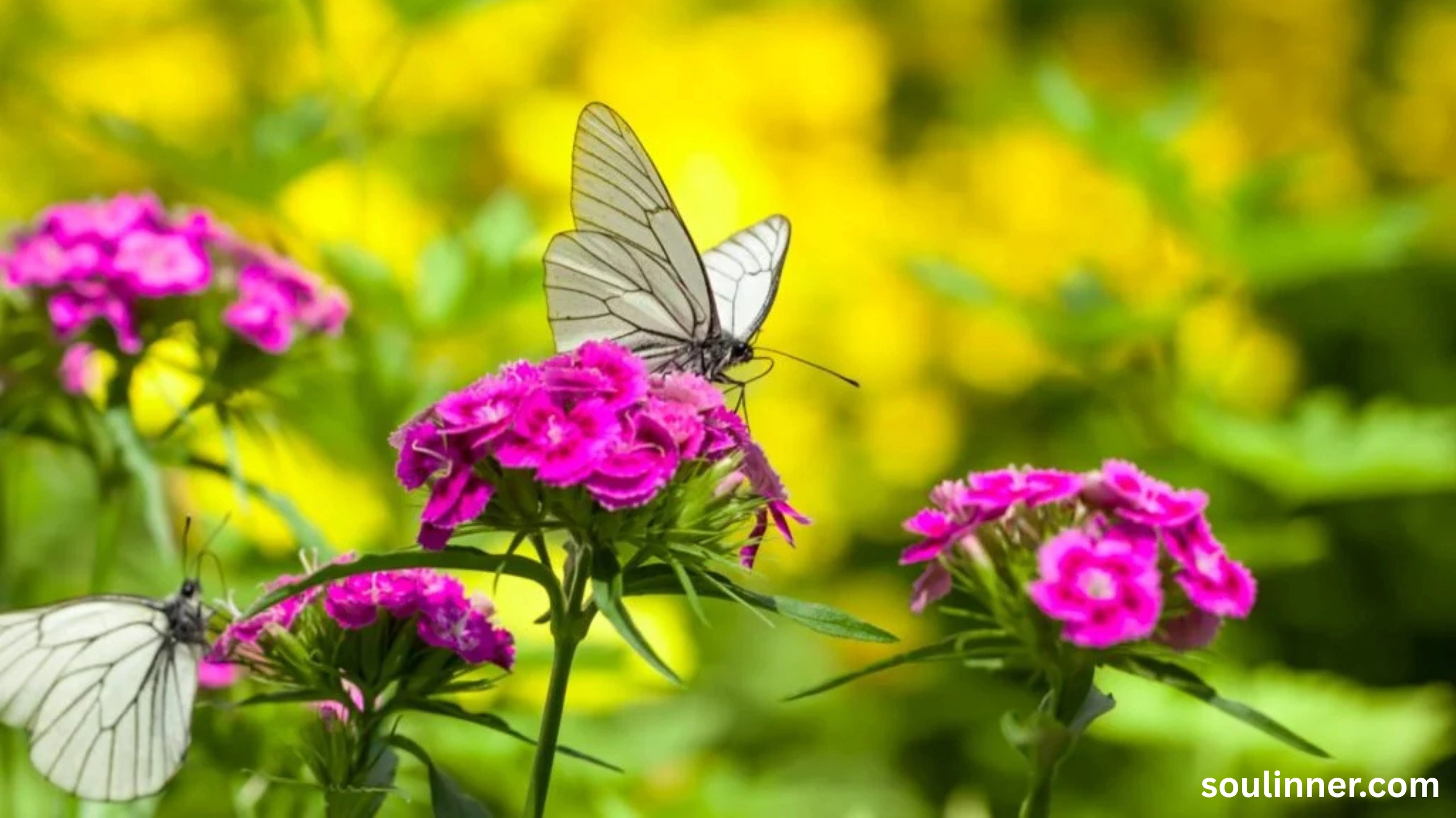 Spiritual Meaning of White Butterflies