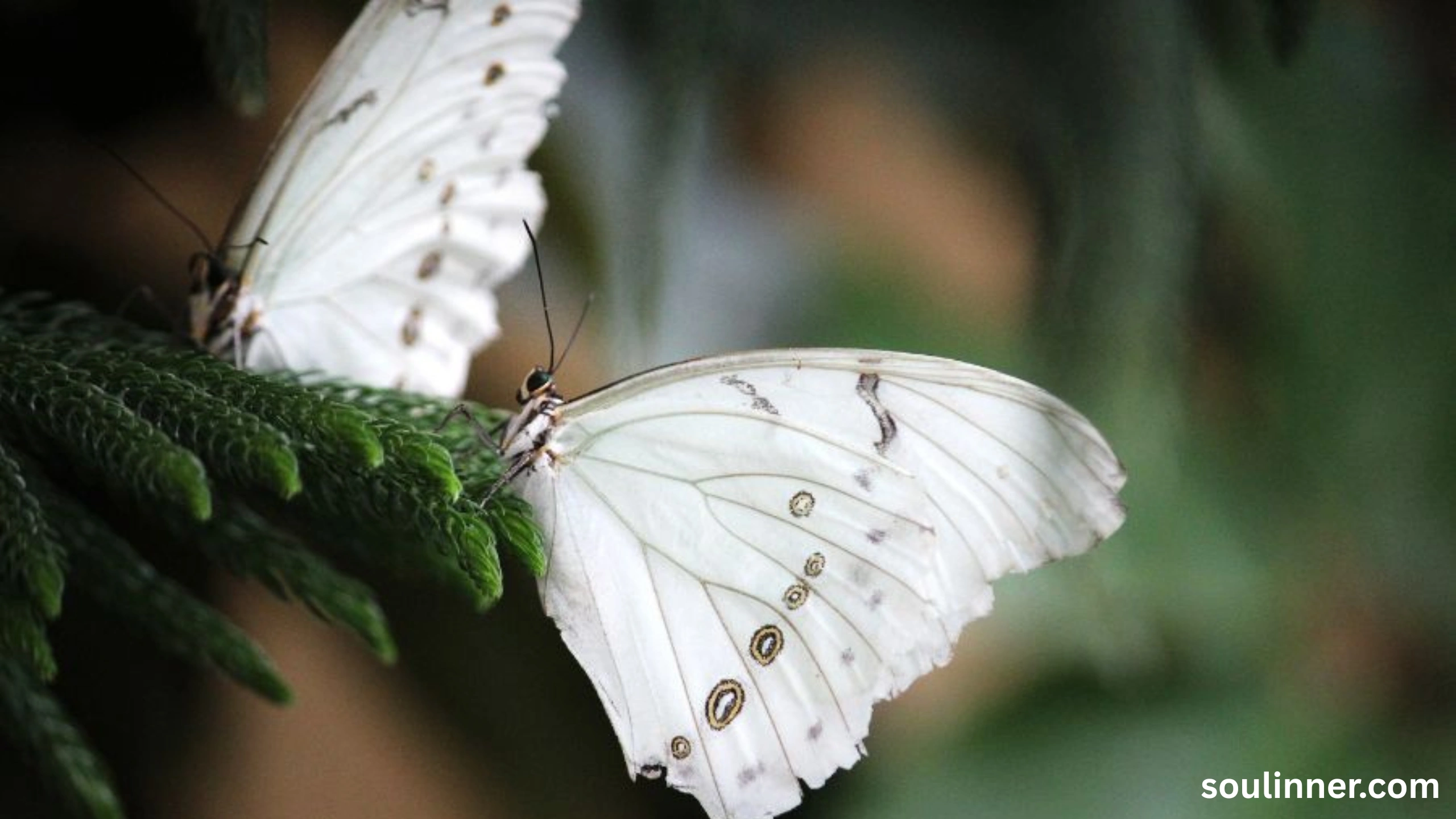 Spiritual Meaning of White Butterflies
