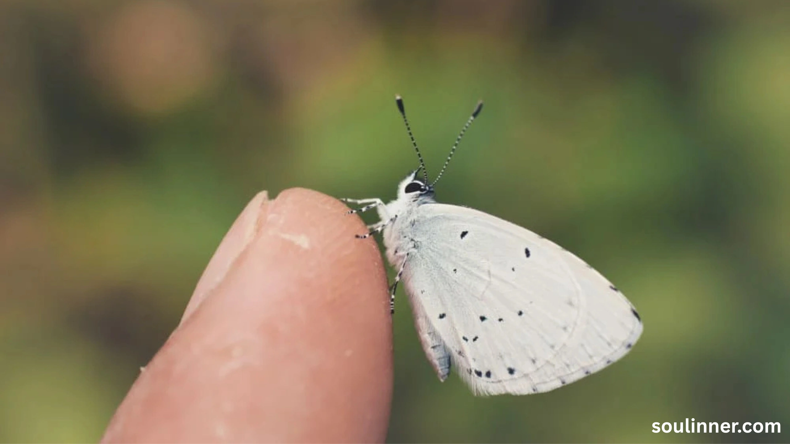 Spiritual Meaning of White Butterflies