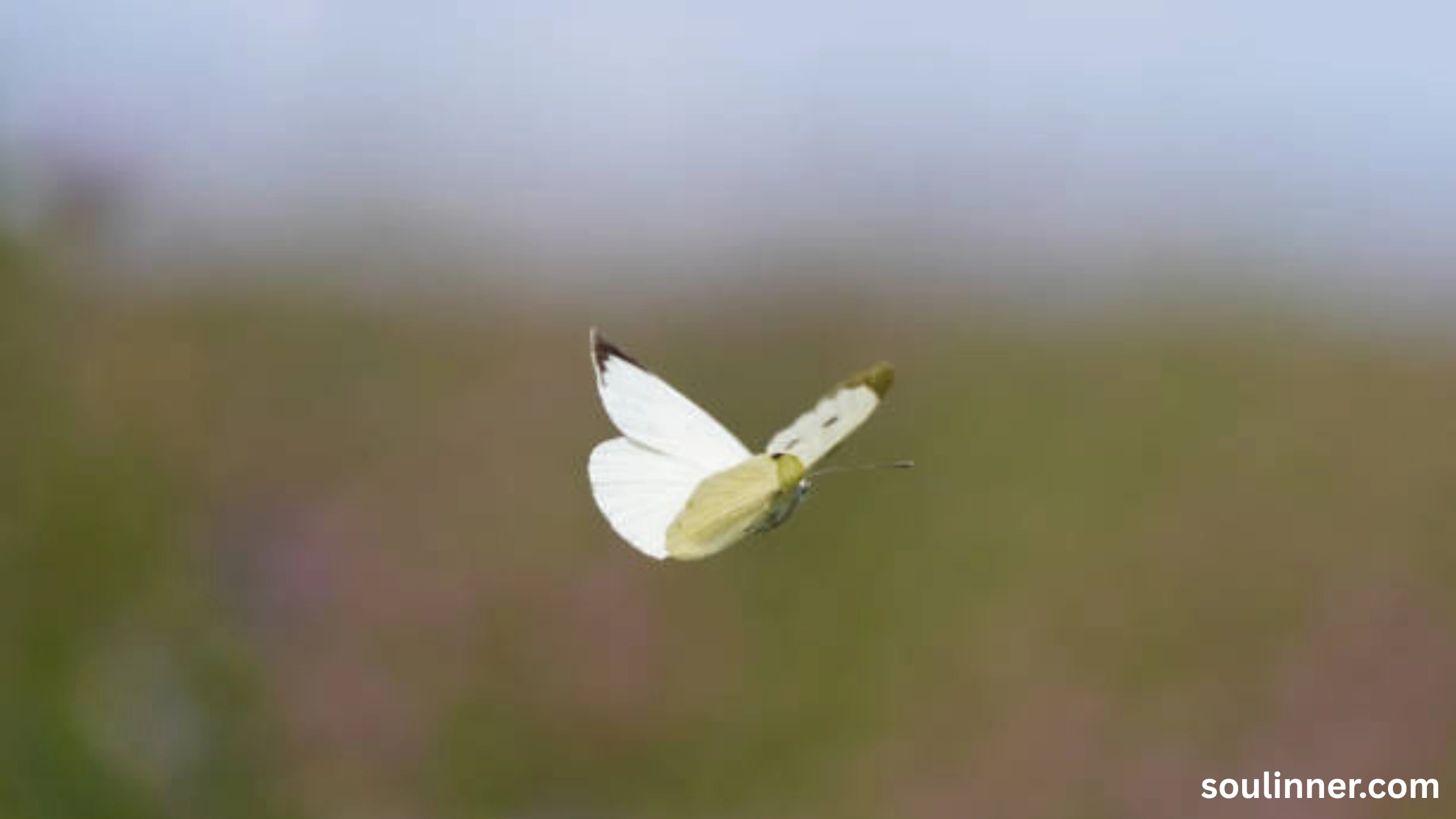 Spiritual Meaning of White Butterflies