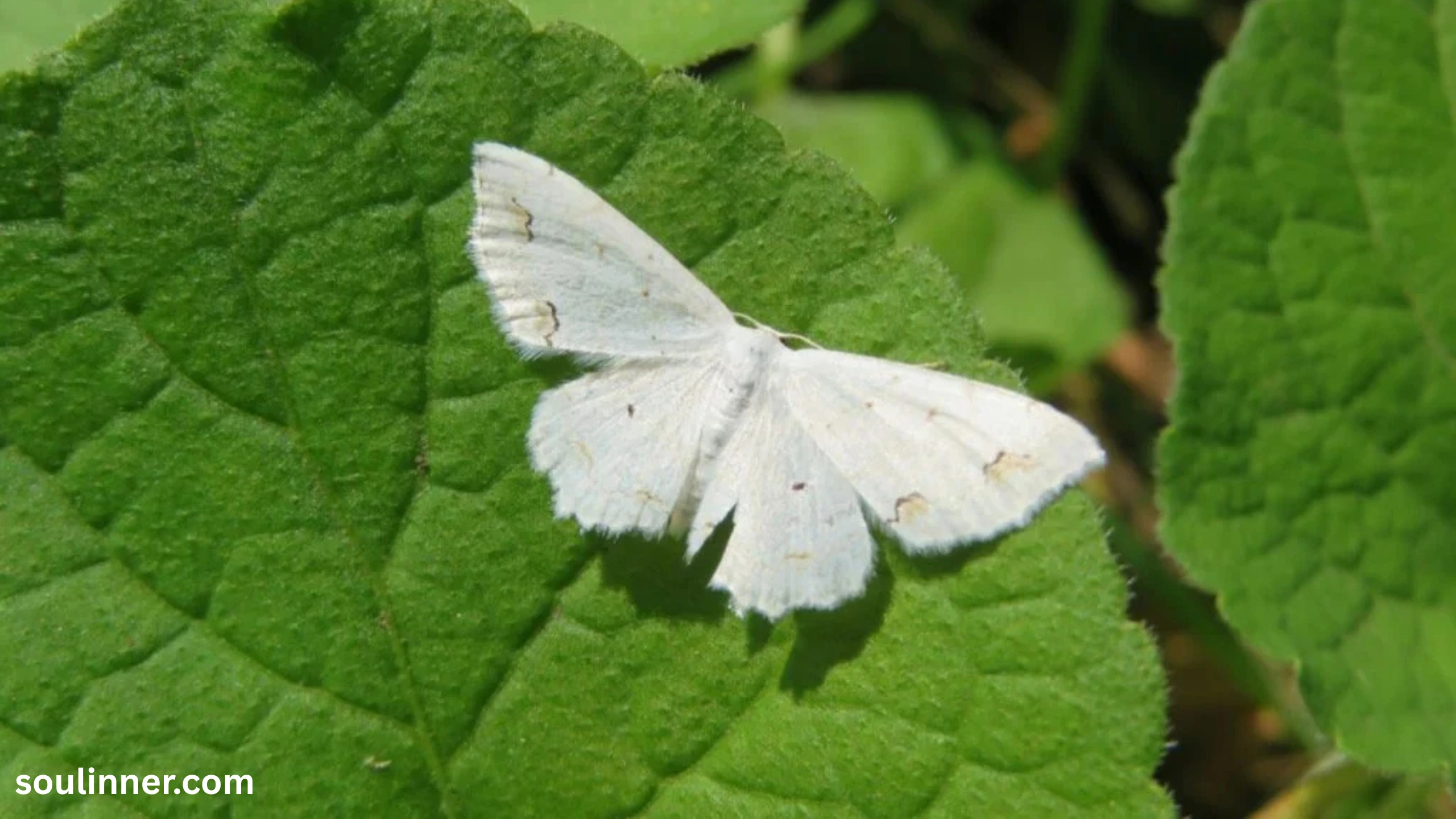 Spiritual Meaning of White Butterflies