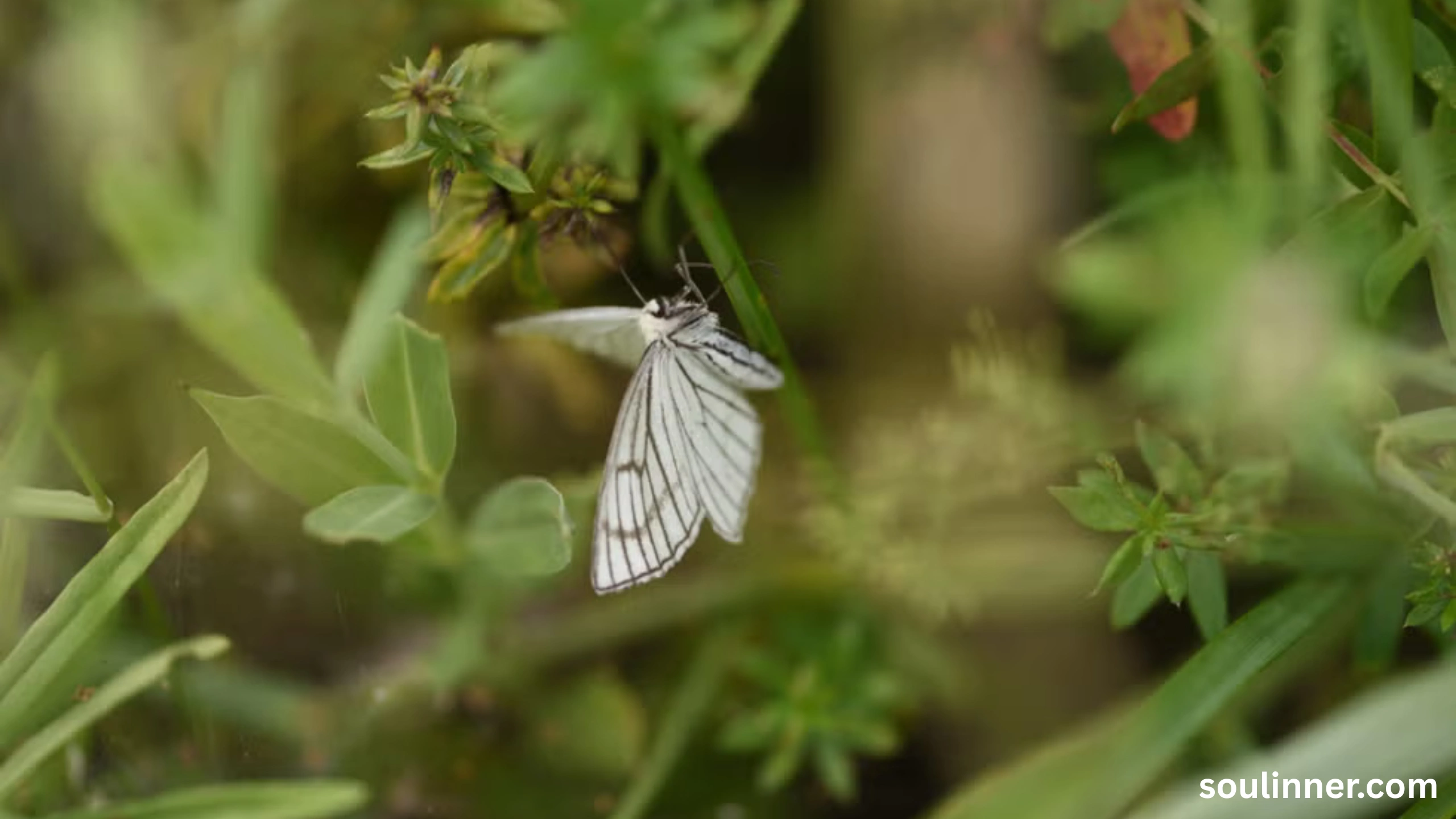Spiritual Meaning of White Butterflies