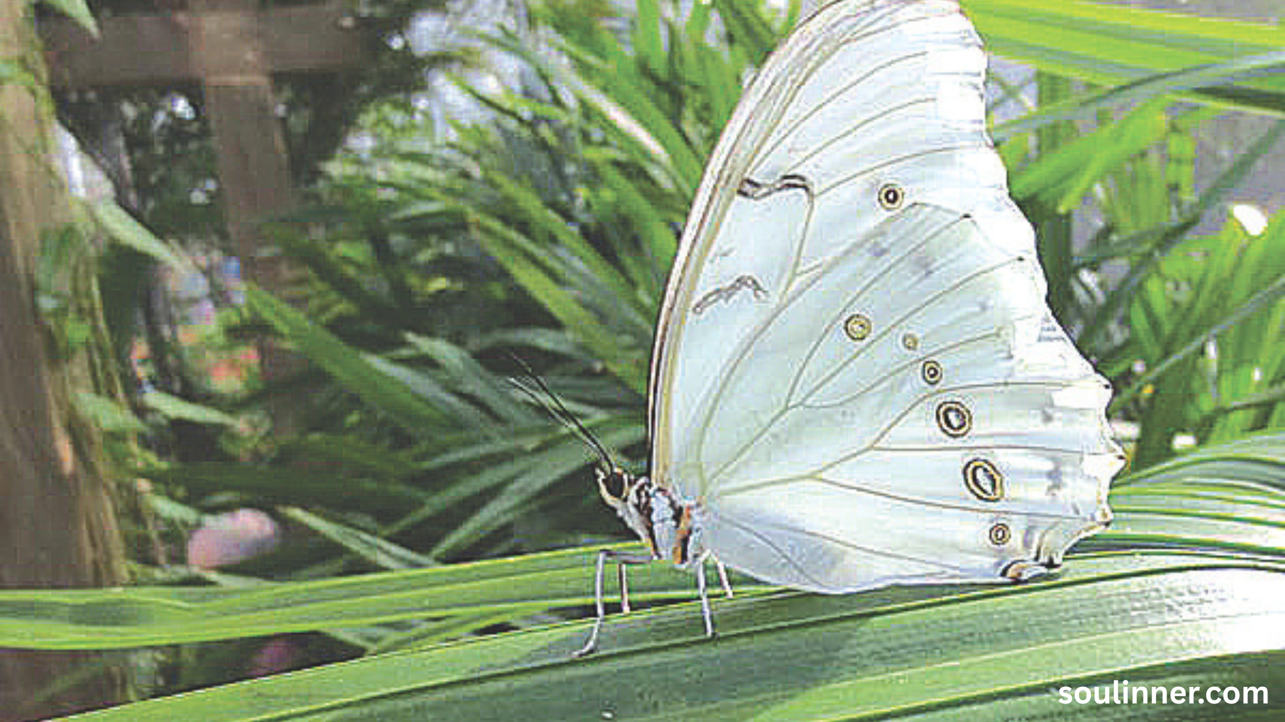 Spiritual Meaning of White Butterflies