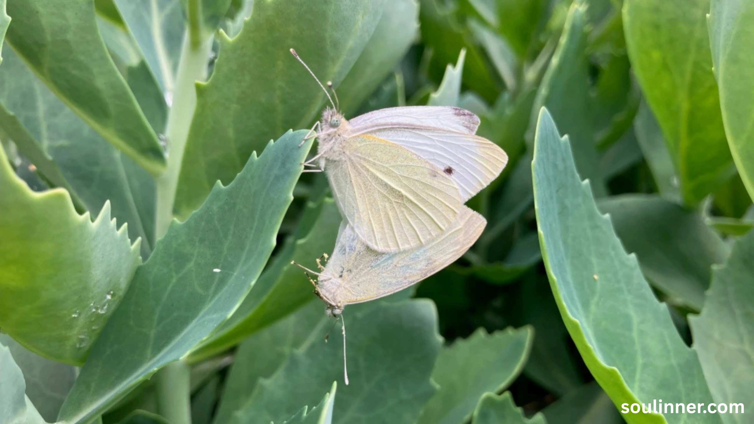 Spiritual Meaning of White Butterflies