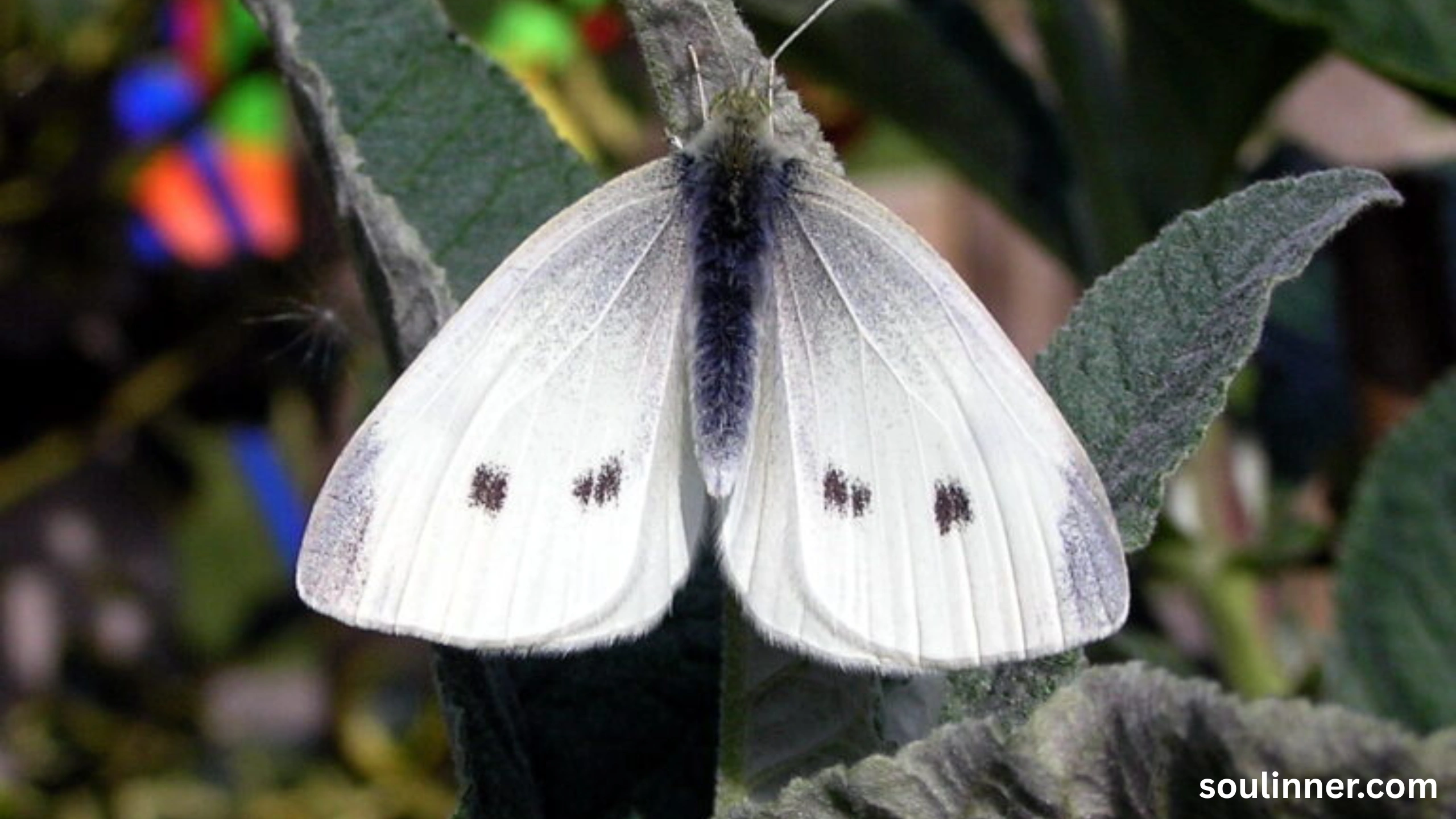 Spiritual Meaning of White Butterflies