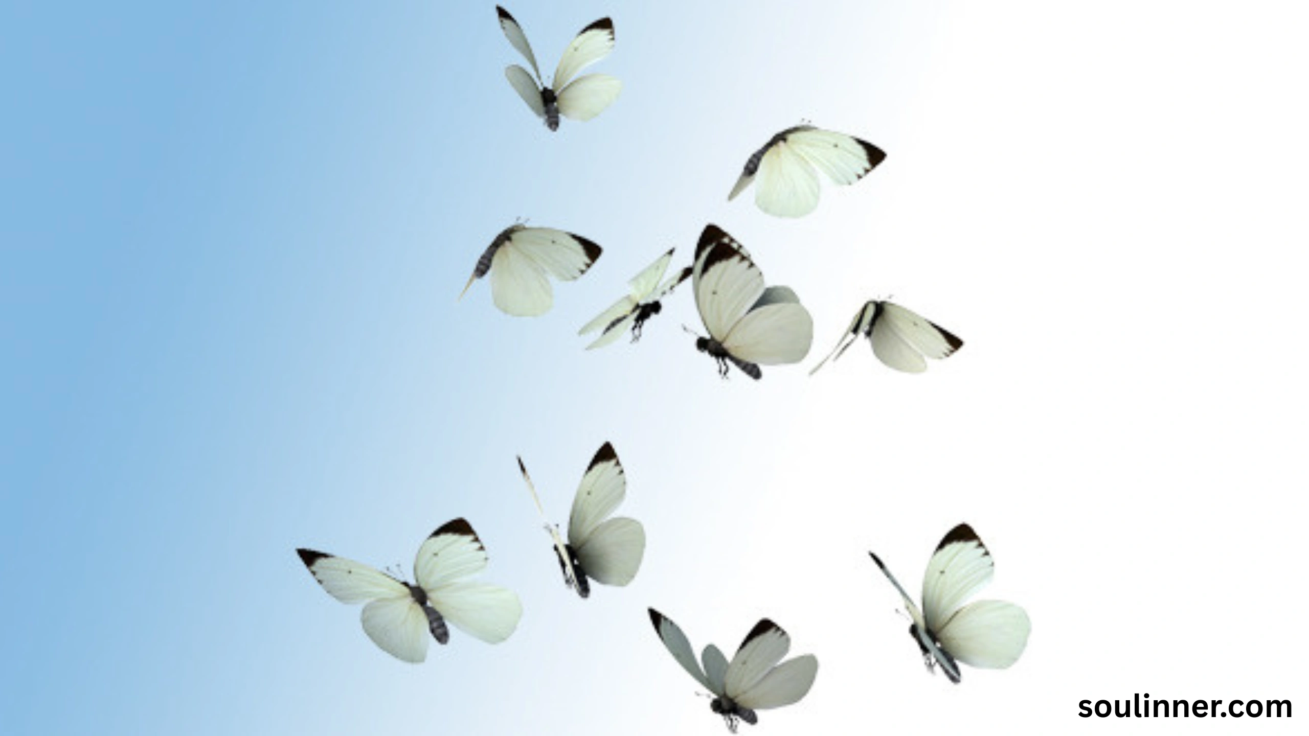 Spiritual Meaning of White Butterflies