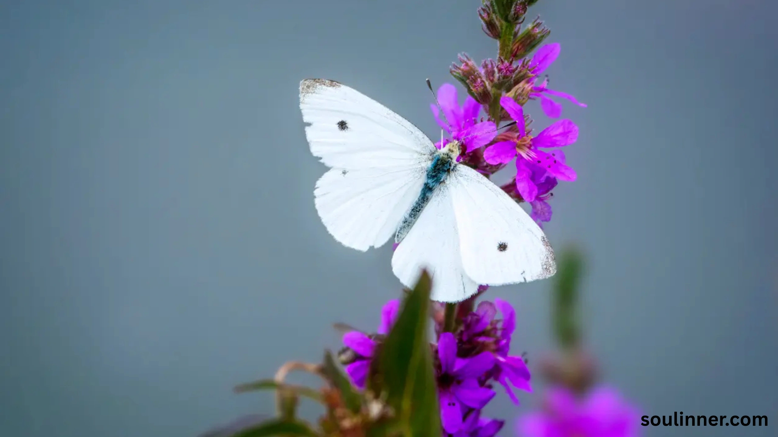 Spiritual Meaning of White Butterflies