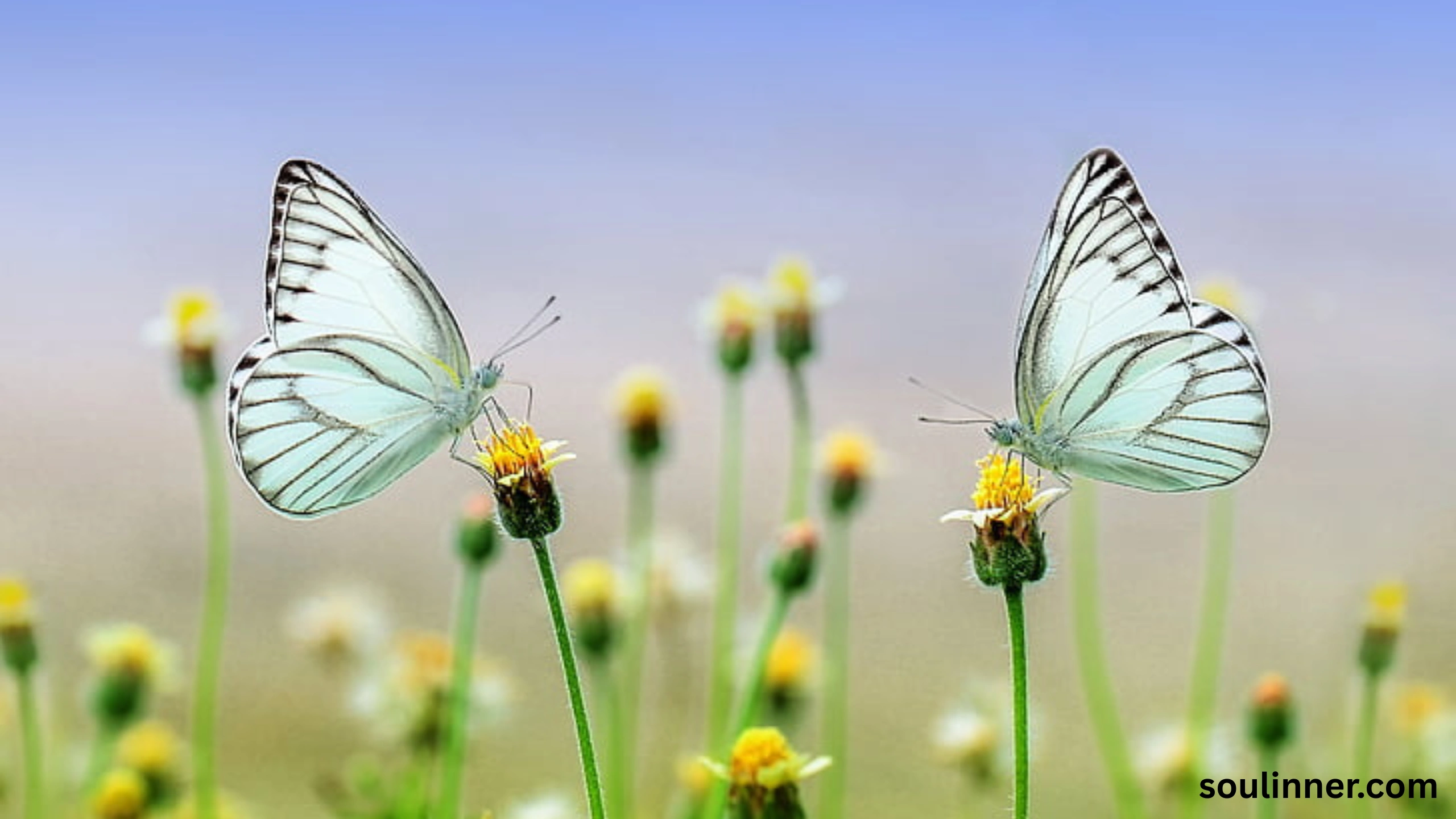 Spiritual Meaning of White Butterflies