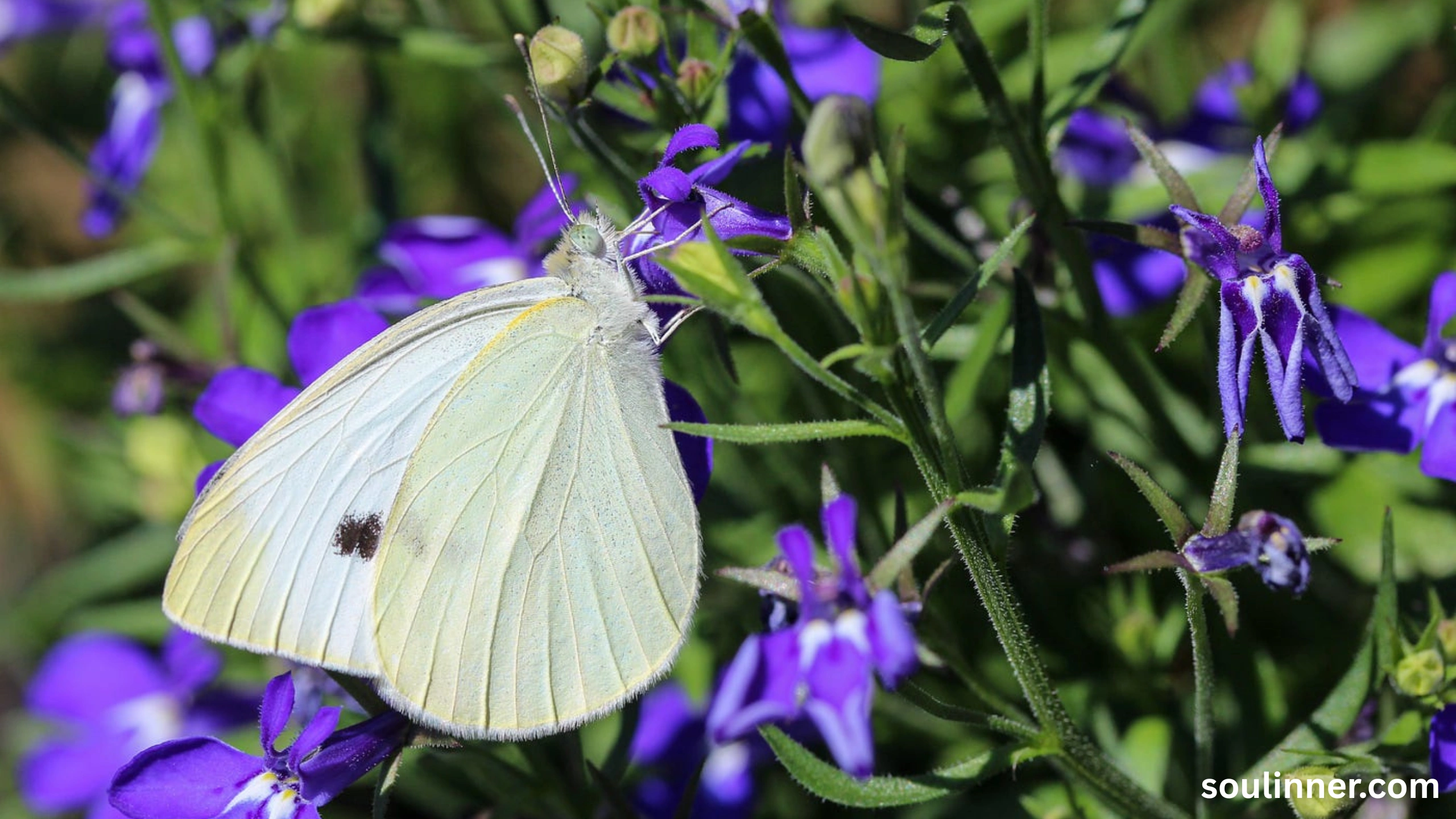 Spiritual Meaning of White Butterflies