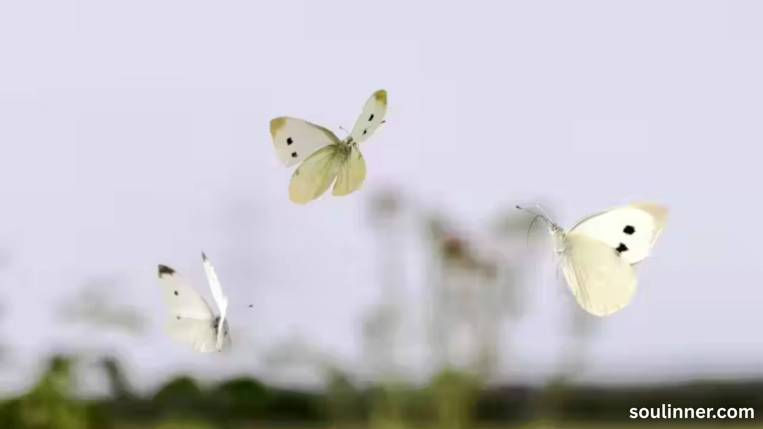 Spiritual Meaning of White Butterflies