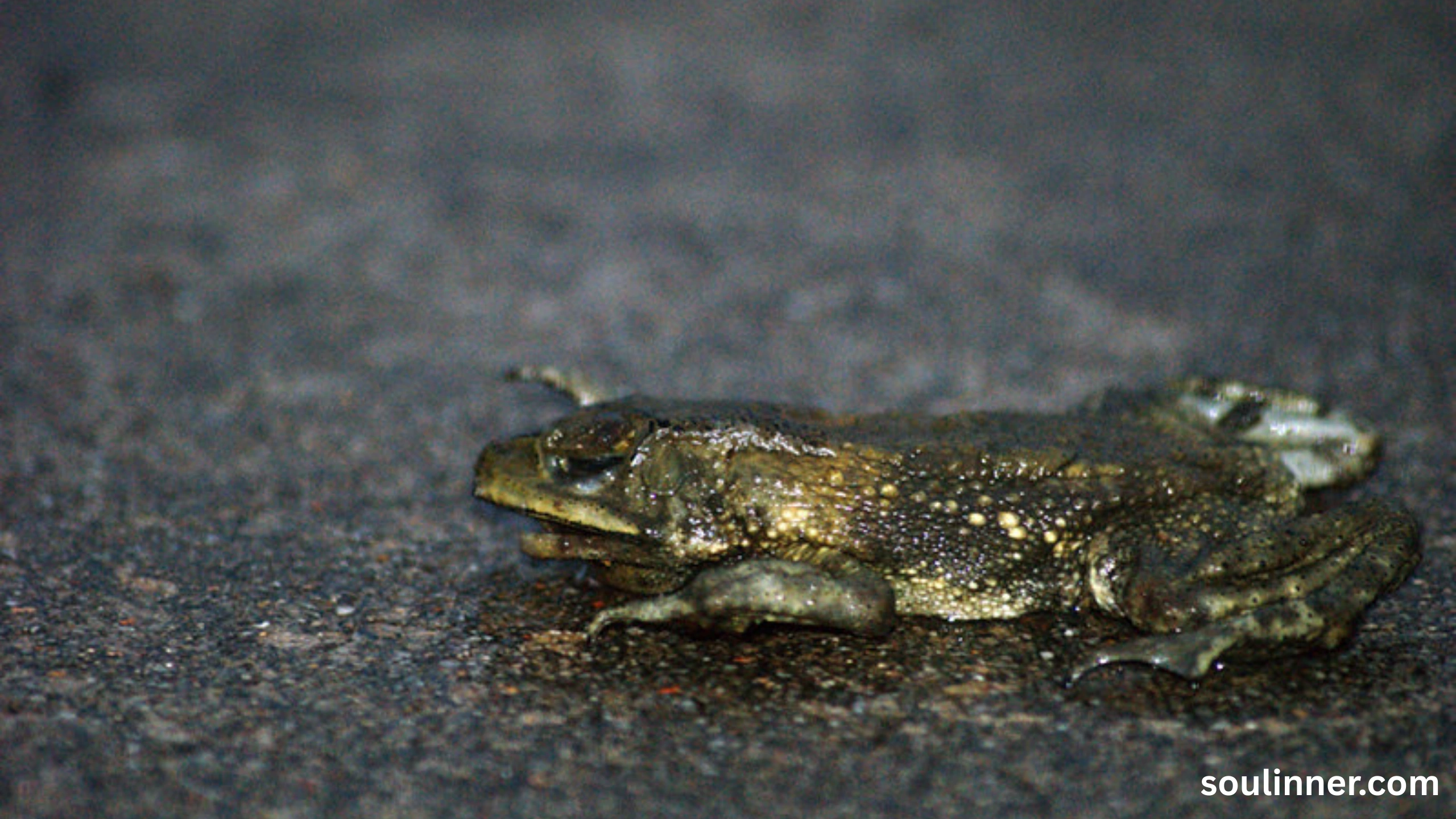 Spiritual Meaning of a Dead Frog