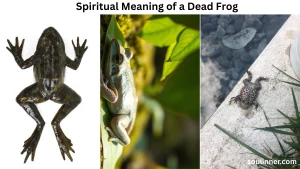 Spiritual Meaning of a Dead Frog