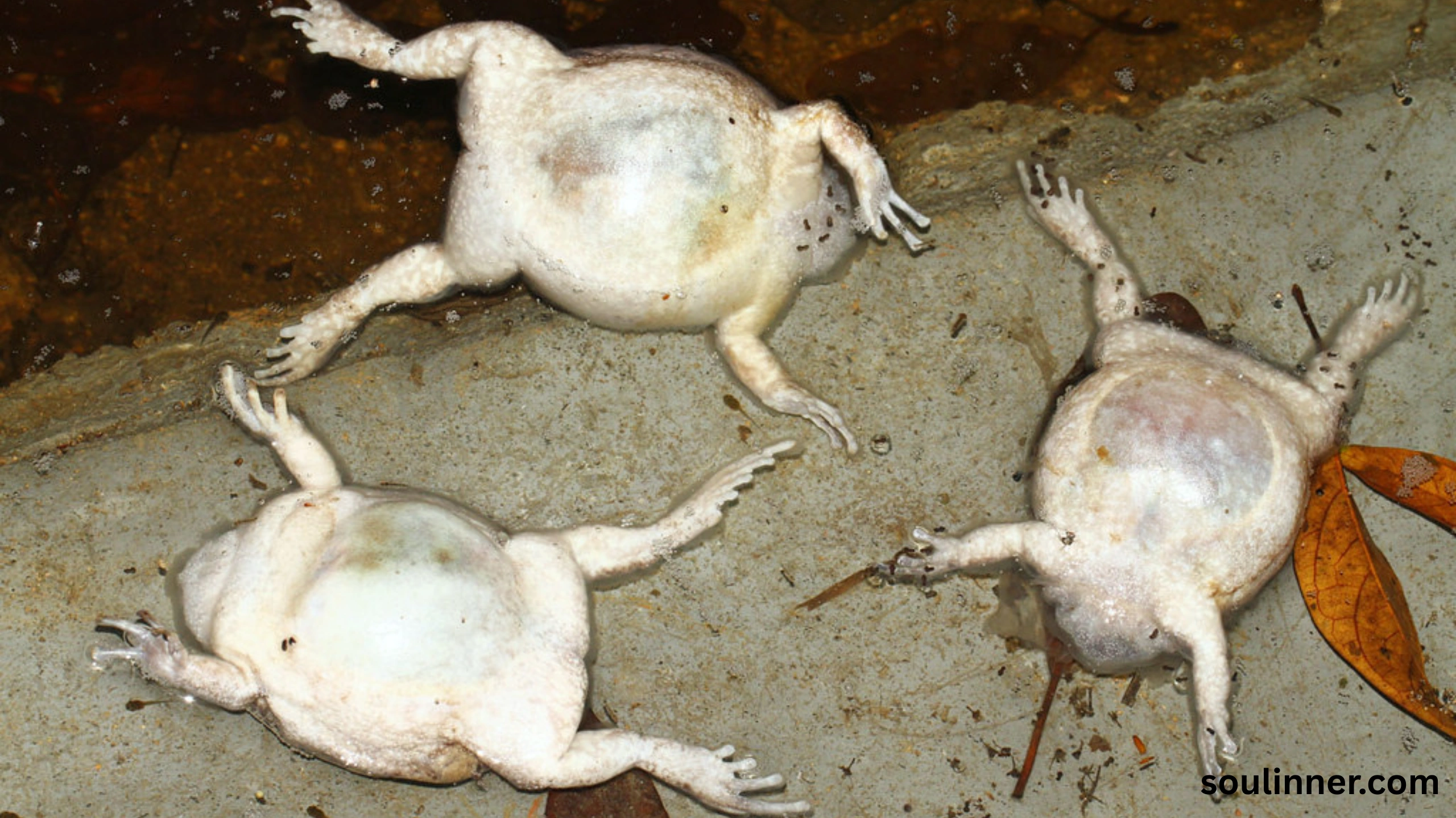 Spiritual Meaning of a Dead Frog