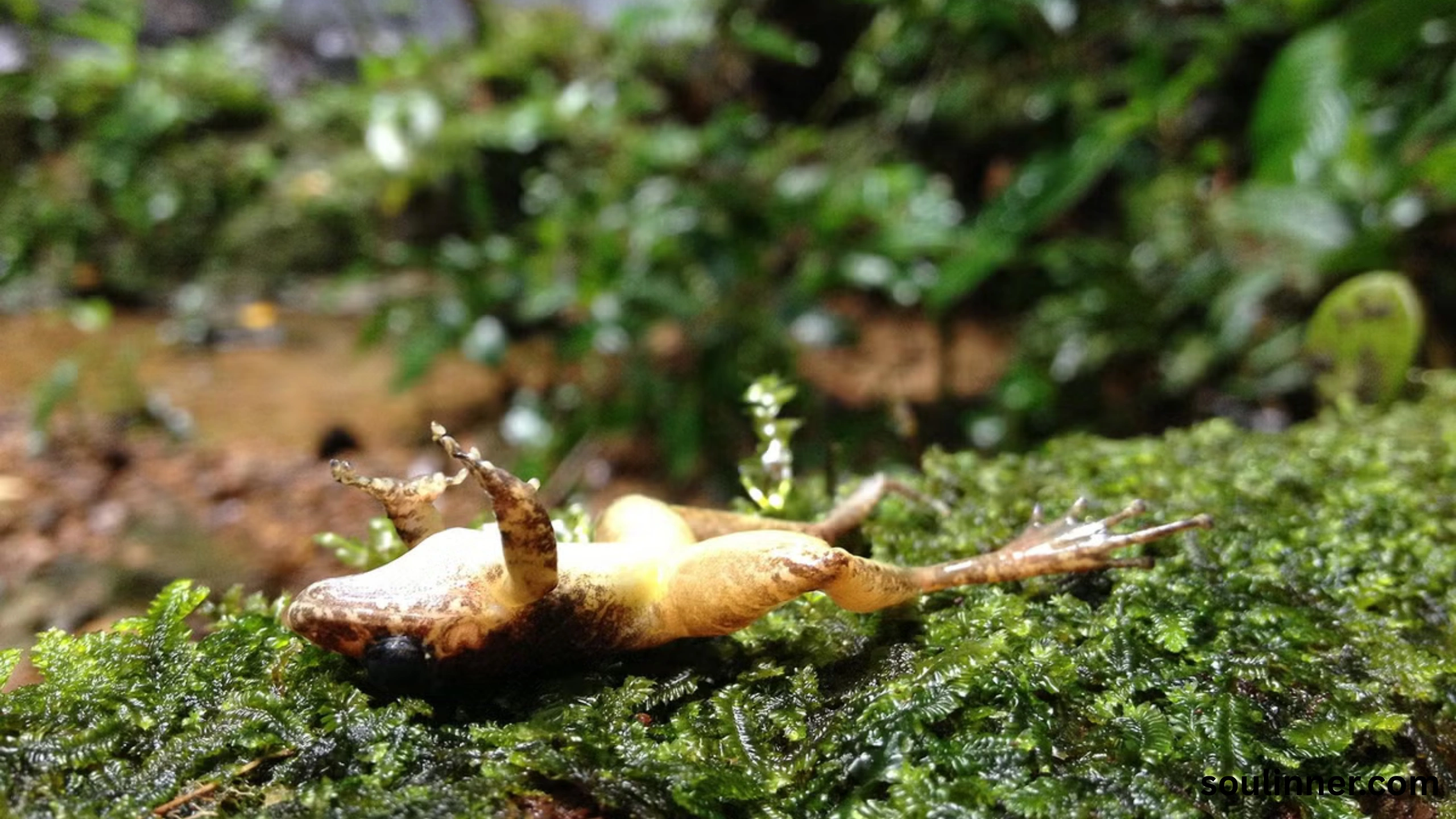 Spiritual Meaning of a Dead Frog