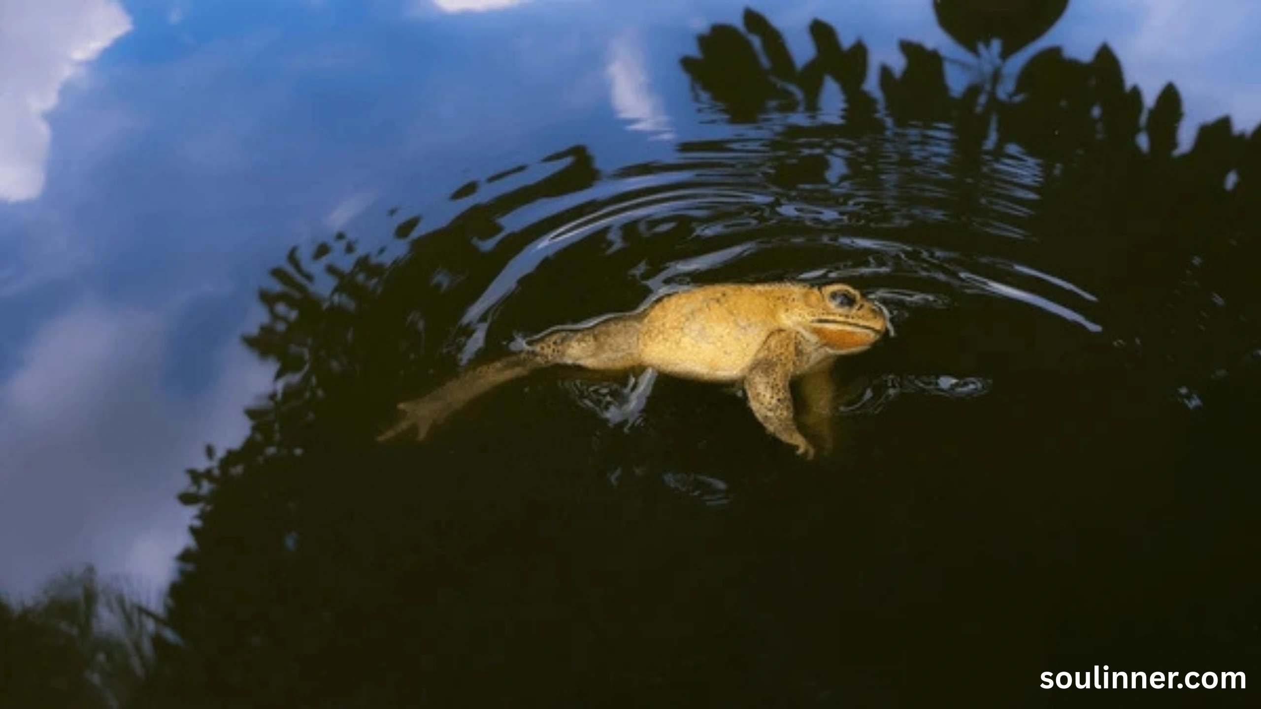 Spiritual Meaning of a Dead Frog